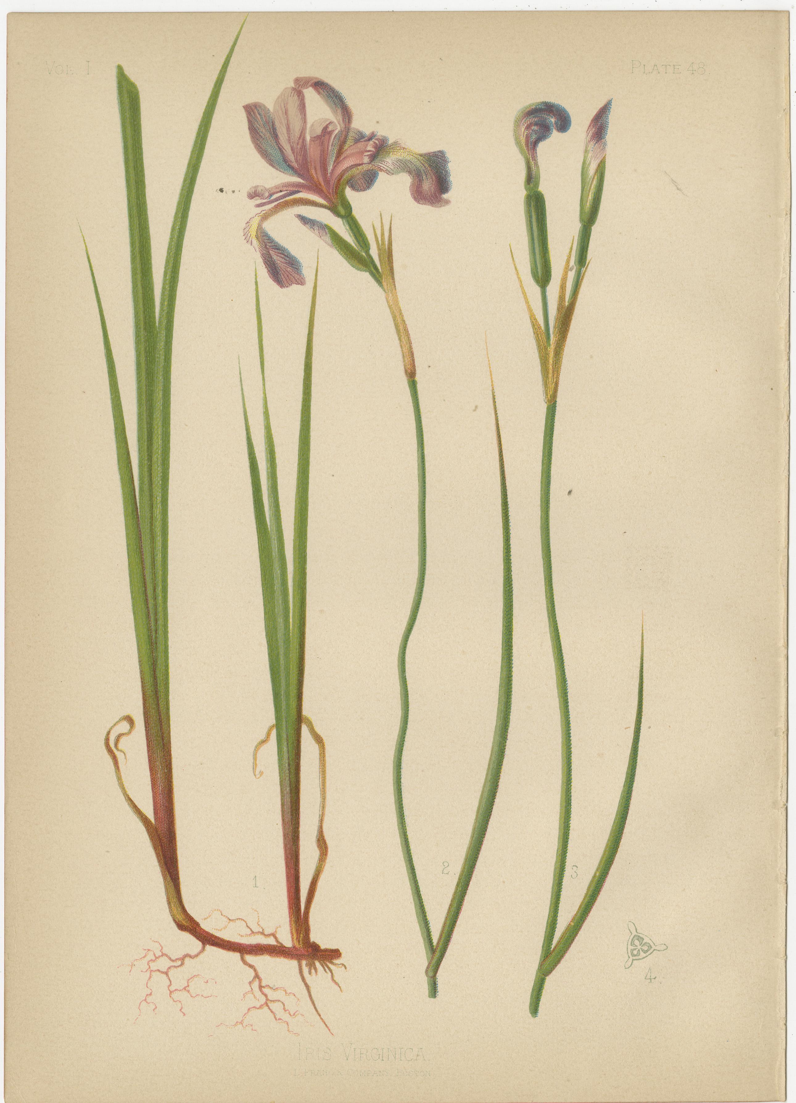 Native US Flora - Seven Original Botanical Chromolithograps, 1879 For Sale 2
