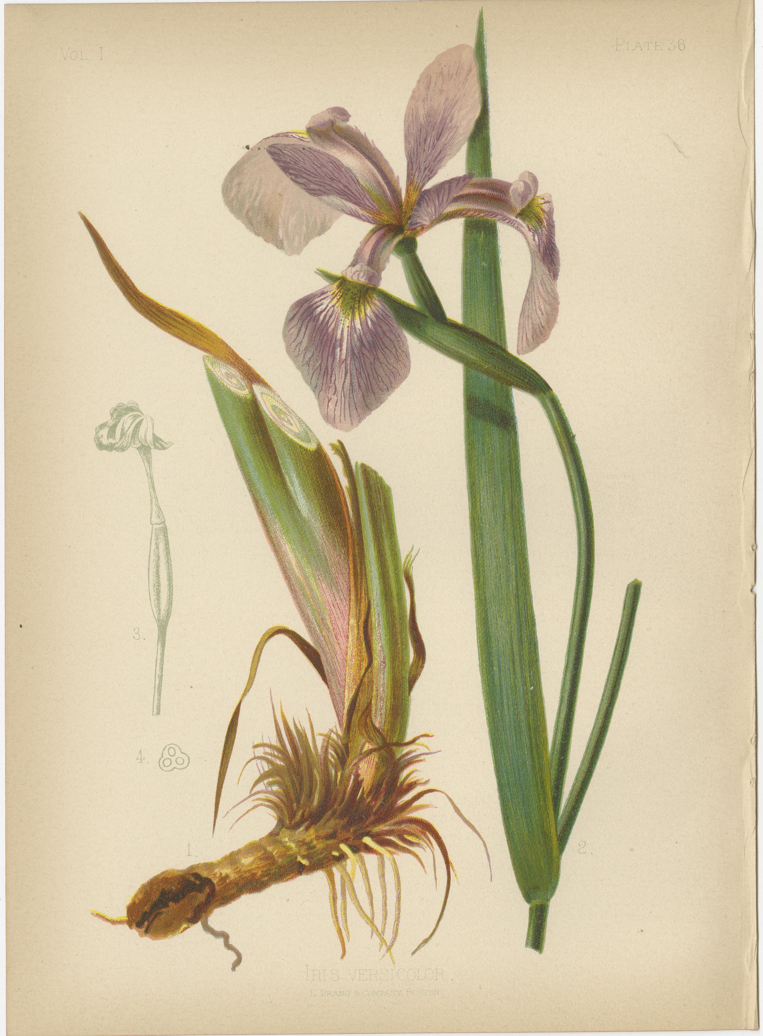 The image displays a collection of six chromolithographs depicting various plant species. These illustrations are characterized by their botanical accuracy and aesthetic appeal, typical of late 19th-century natural history publications. 

Each plate