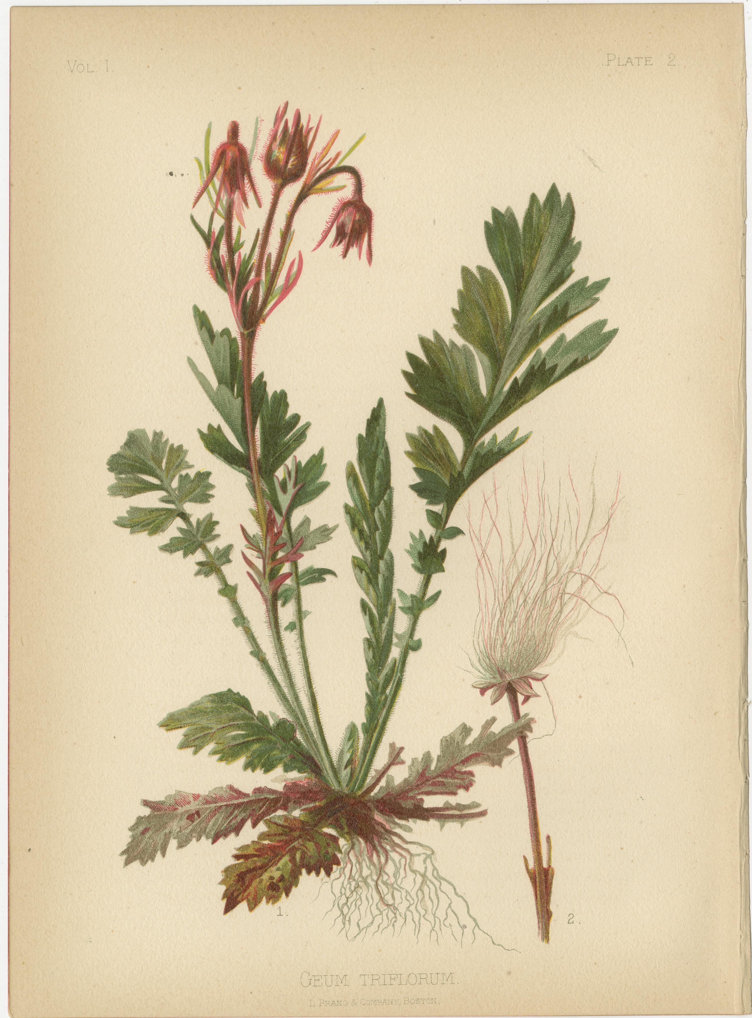 Flora amérindienne des États-Unis - Six chrmolithographies botaniques originales, 1879 Bon état - En vente à Langweer, NL