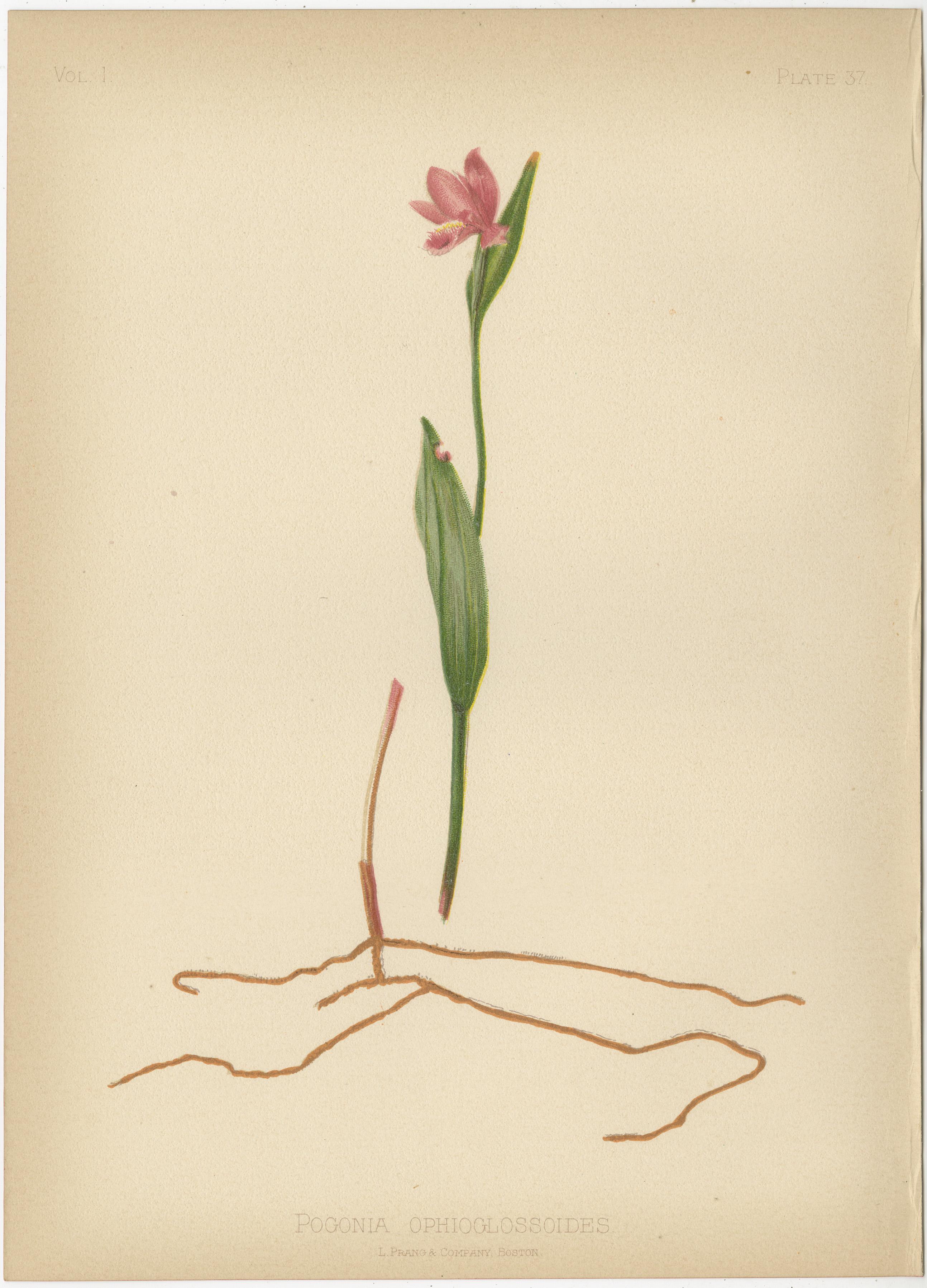 Flora der U.S.A. - Sechs original botanische Chromolithographien, 1879 im Zustand „Gut“ im Angebot in Langweer, NL