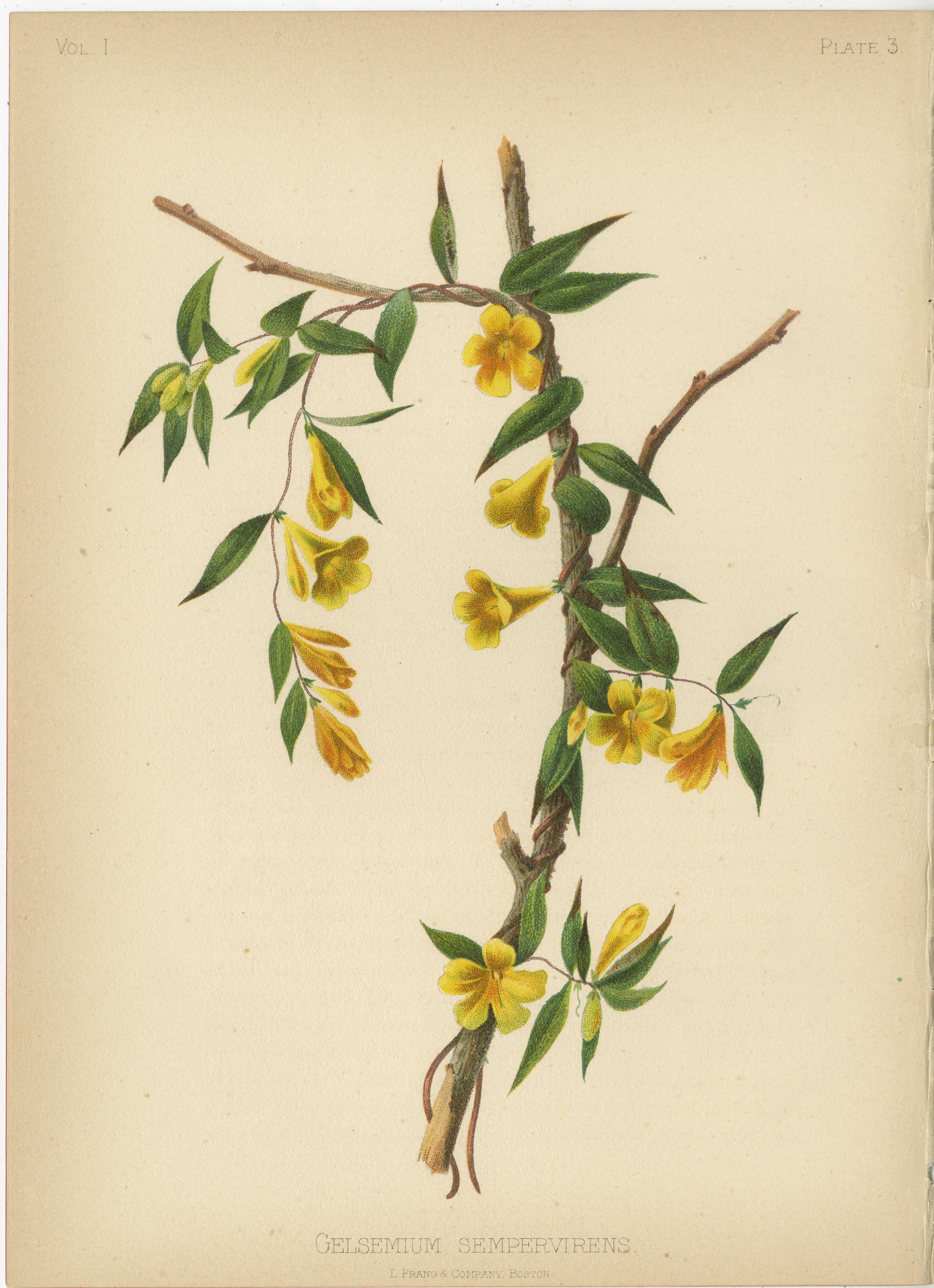 Fin du XIXe siècle Flora amérindienne des États-Unis - Six chrmolithographies botaniques originales, 1879 en vente
