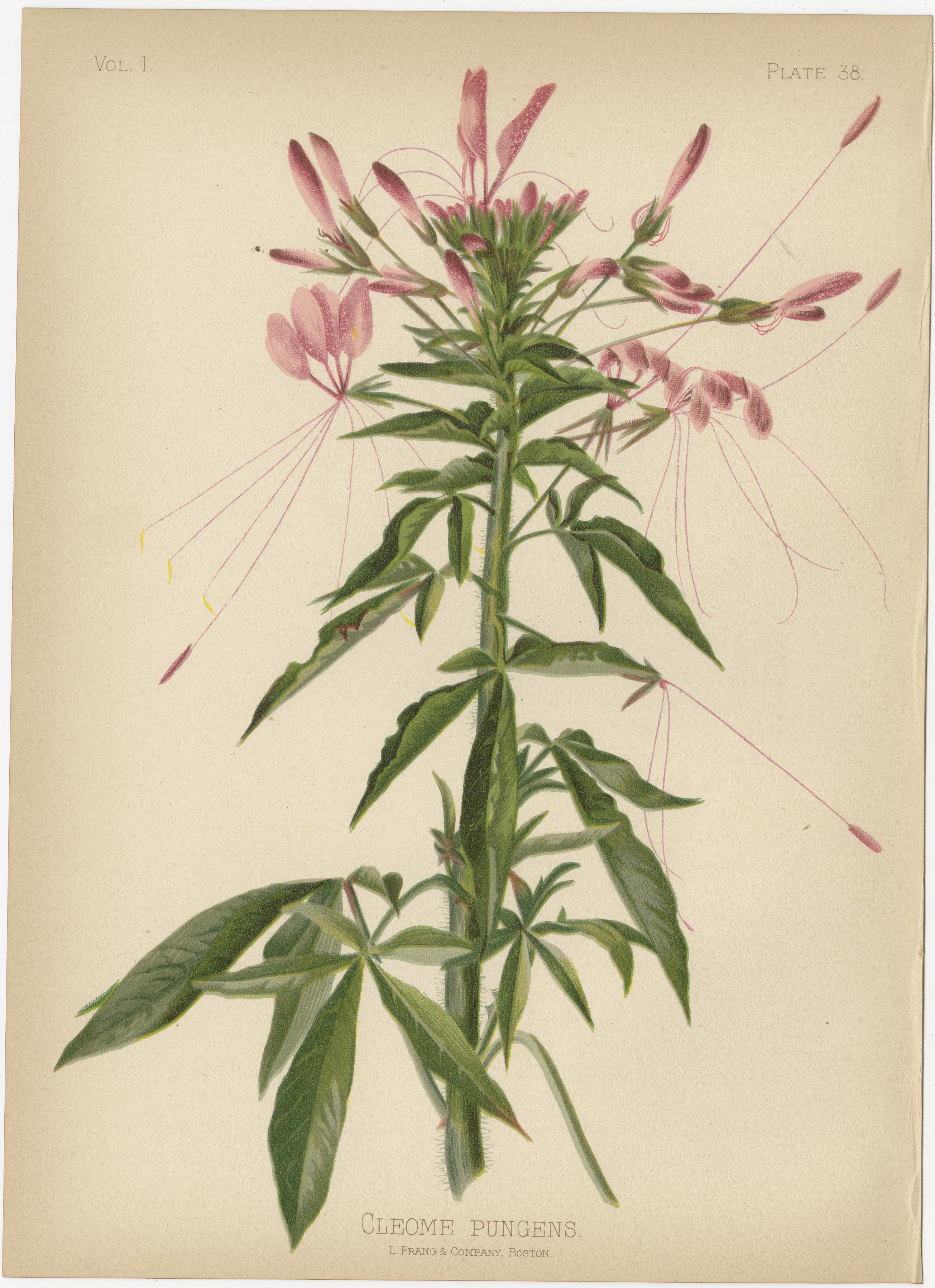 Late 19th Century Native US Flora - Six Original Botanical Chromolithograps, 1879 For Sale