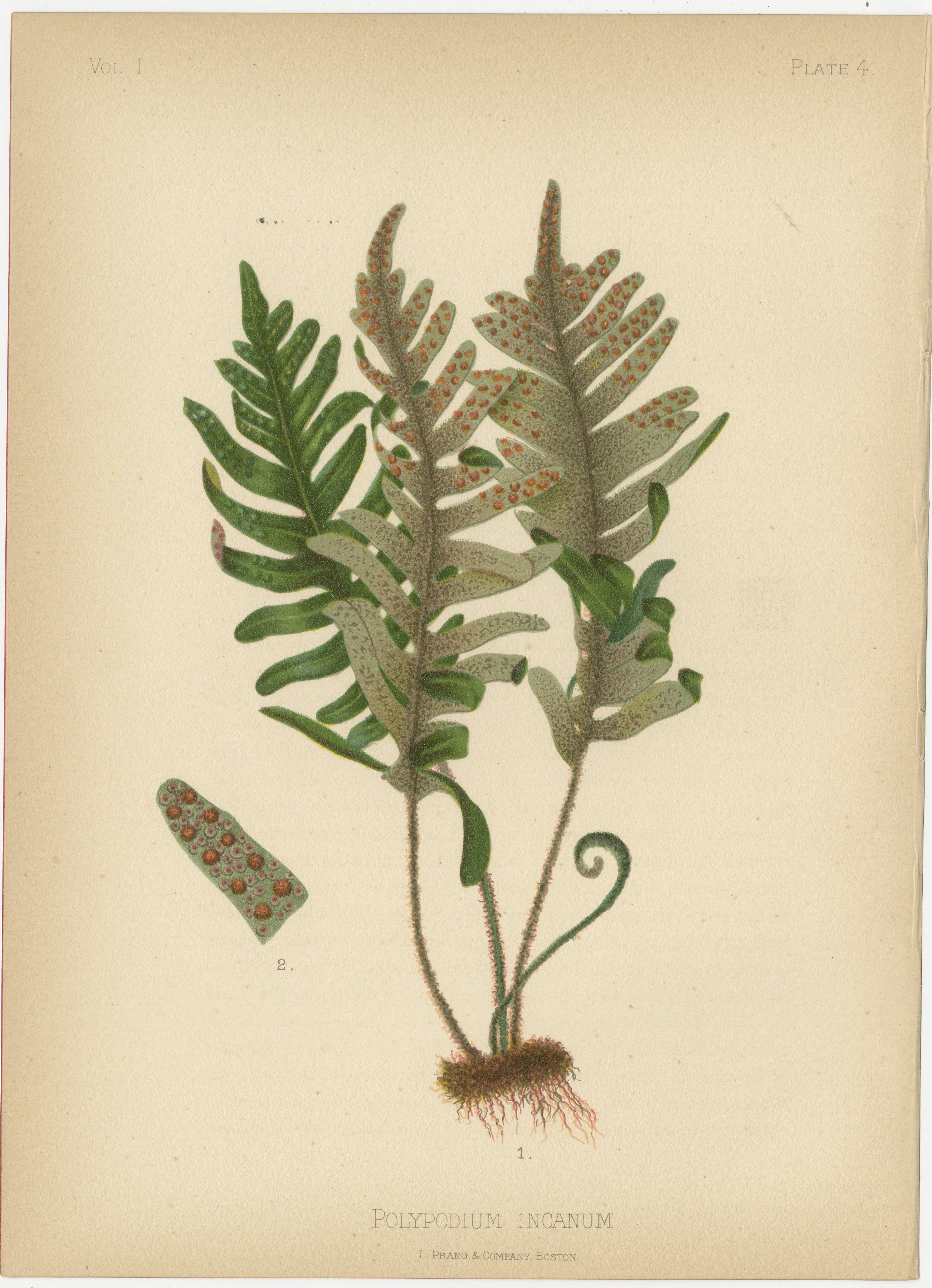 Papier Flora amérindienne des États-Unis - Six chrmolithographies botaniques originales, 1879 en vente
