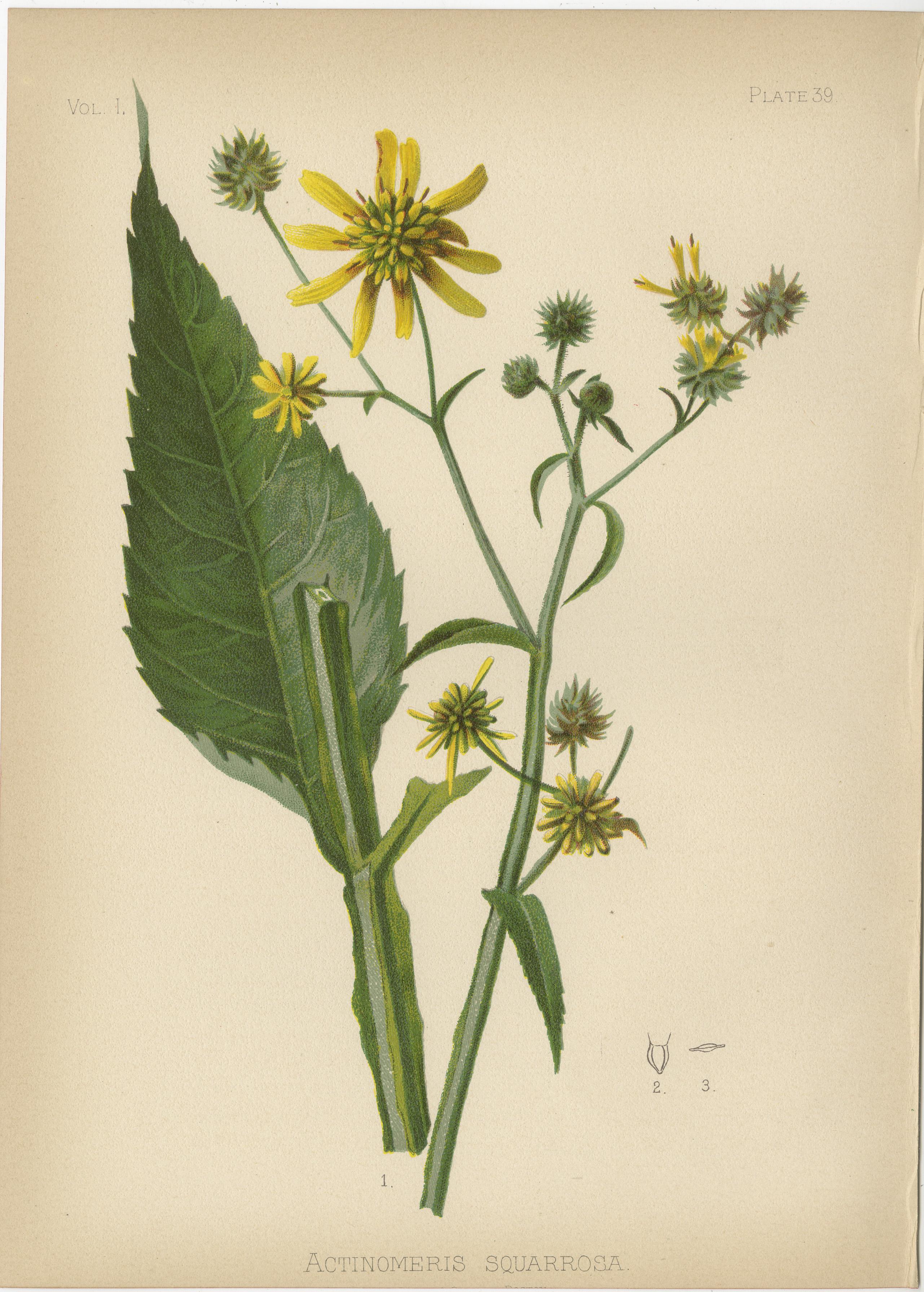 Flora der U.S.A. - Sechs original botanische Chromolithographien, 1879 (Papier) im Angebot