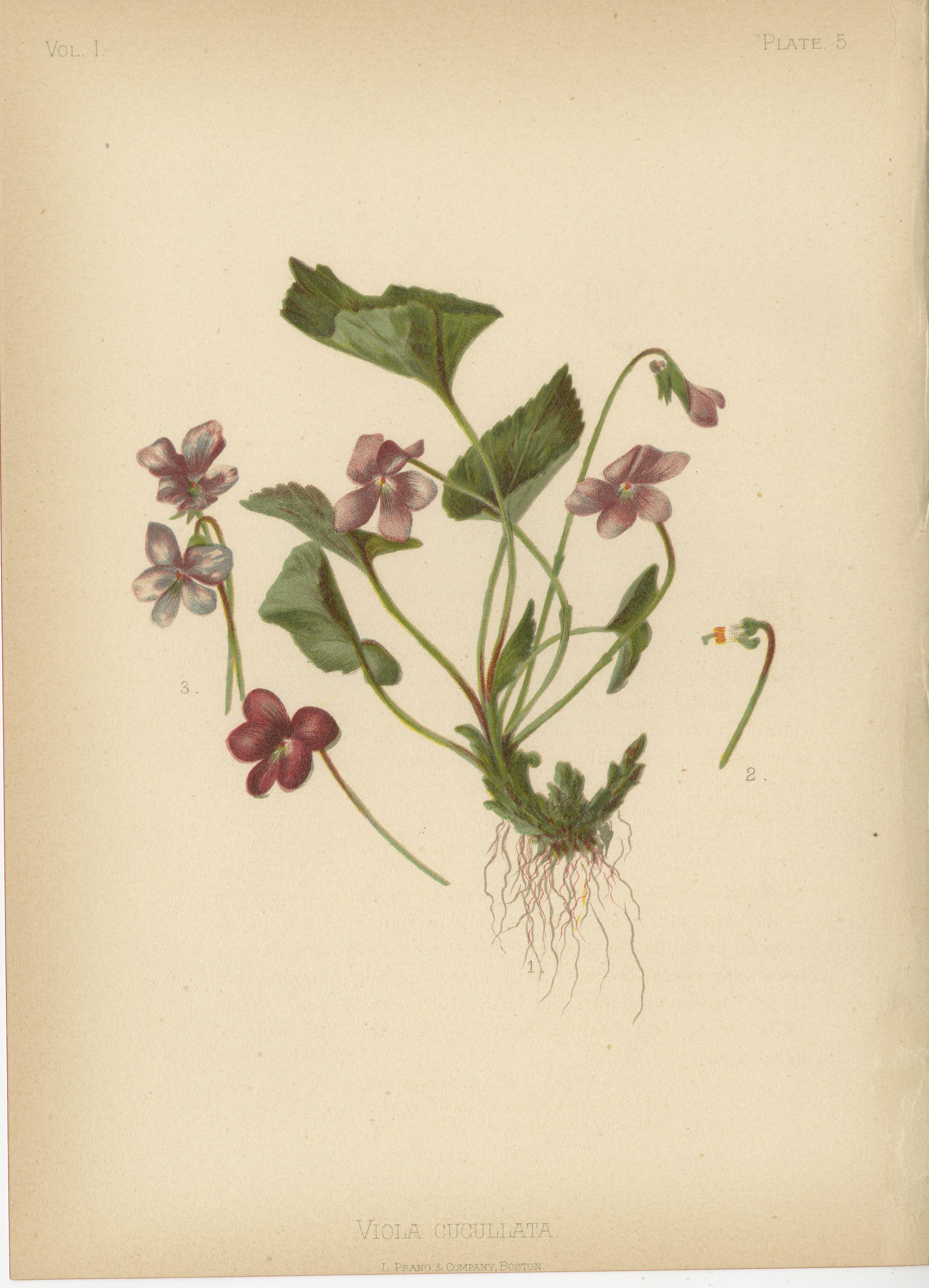Flora amérindienne des États-Unis - Six chrmolithographies botaniques originales, 1879 en vente 1