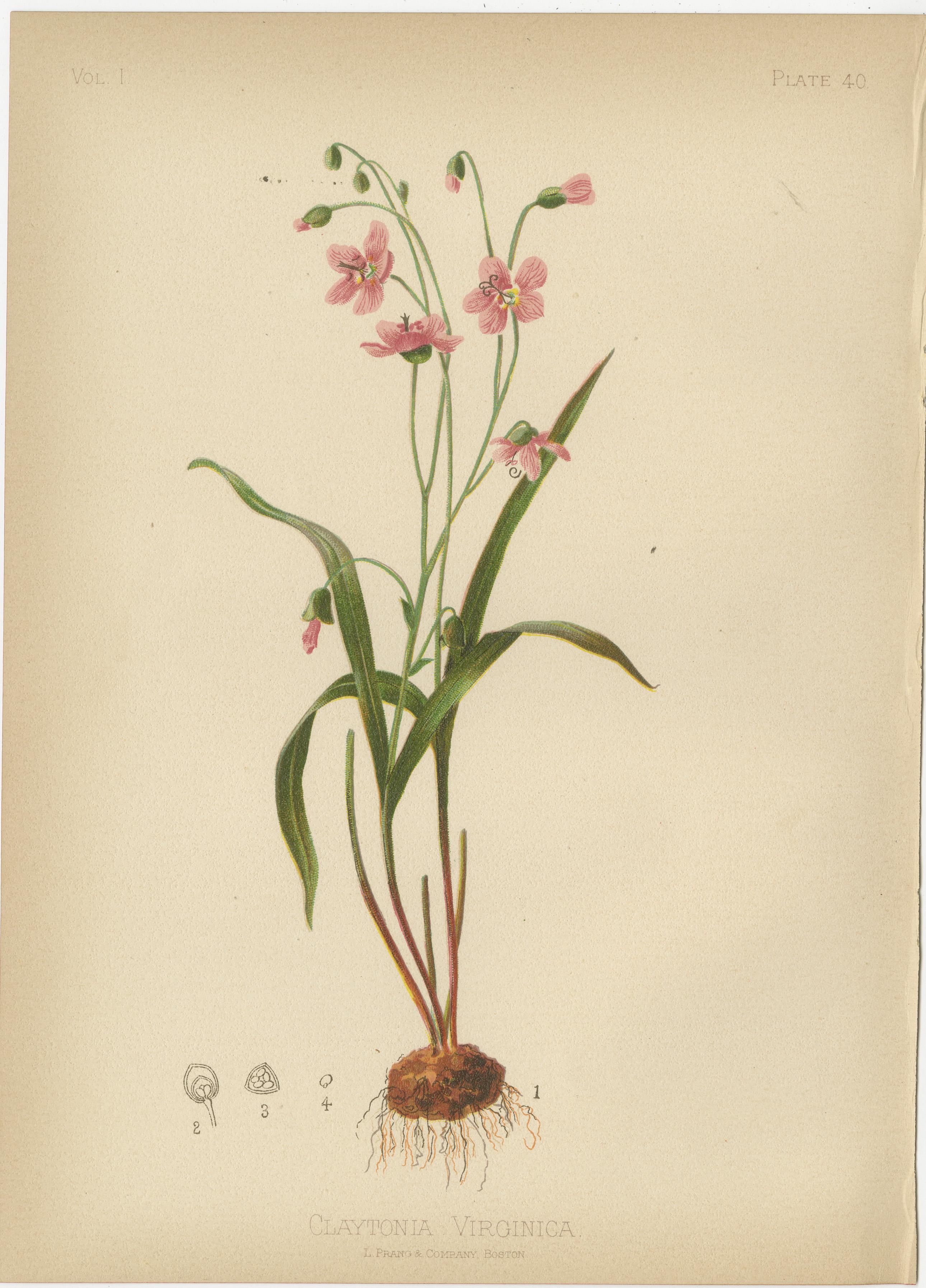 Flora der U.S.A. - Sechs original botanische Chromolithographien, 1879 im Angebot 1