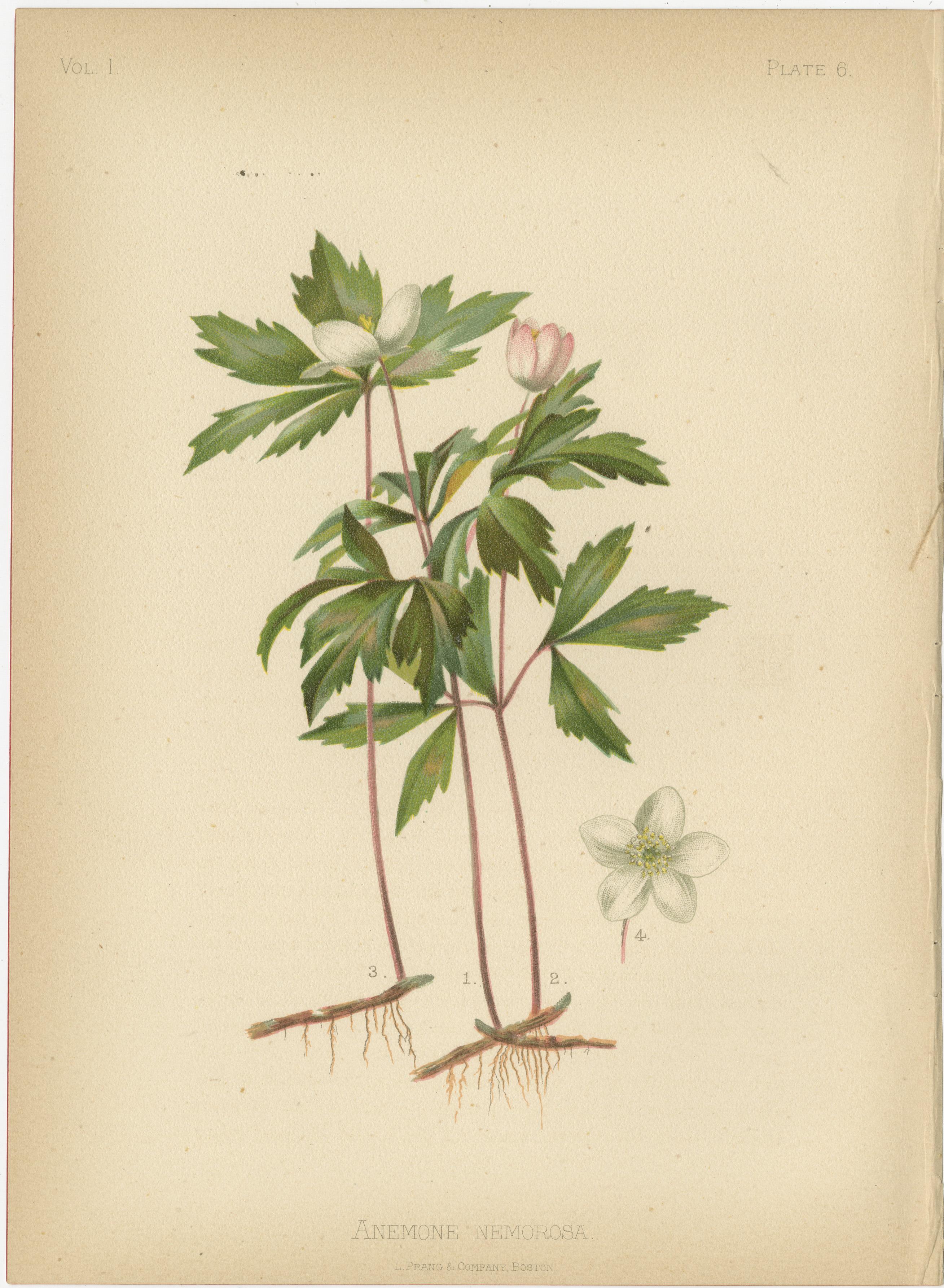 Flora amérindienne des États-Unis - Six chrmolithographies botaniques originales, 1879 en vente 2