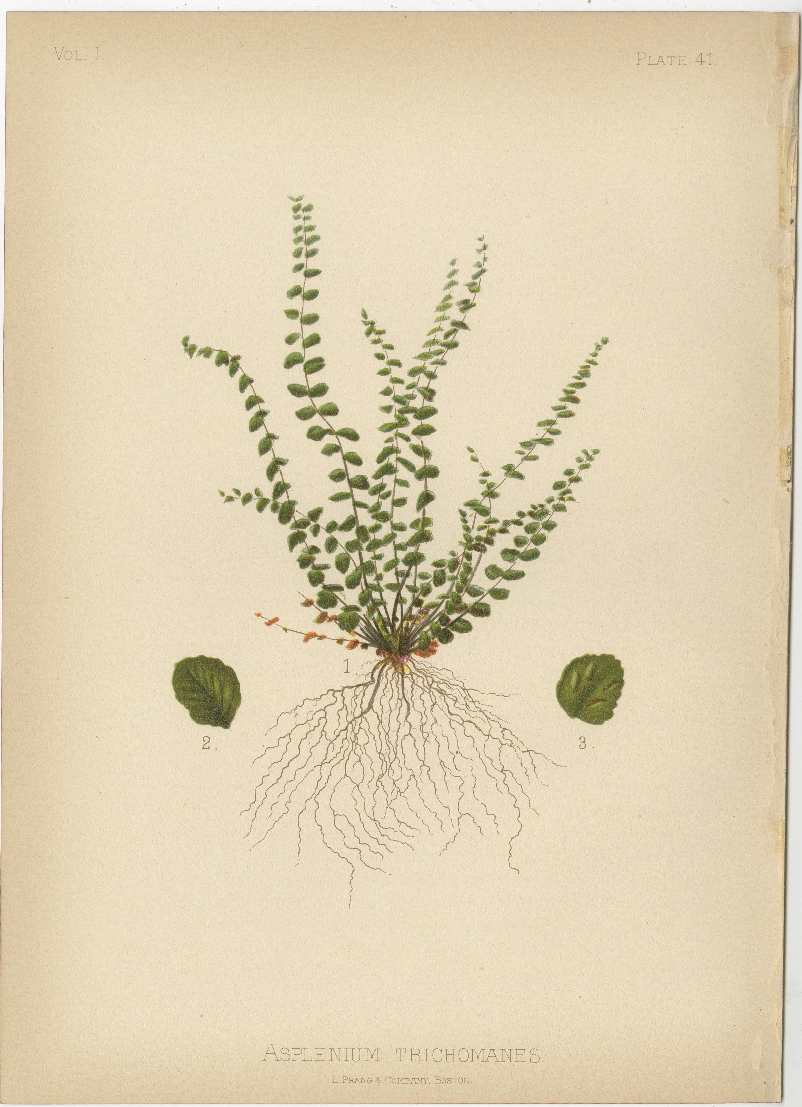 Native US Flora - Six Original Botanical Chromolithograps, 1879 For Sale 2