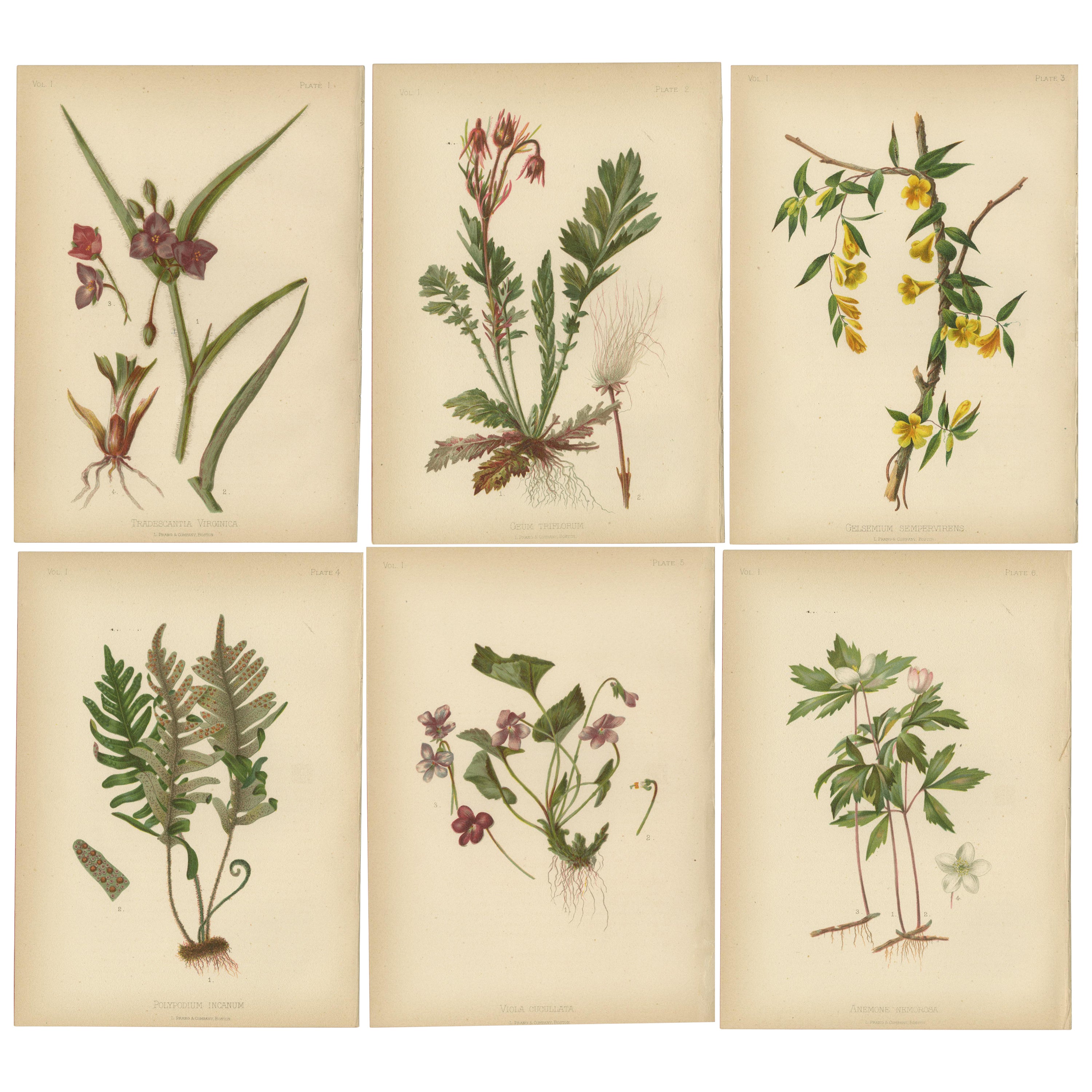Flora der U.S.A. - Sechs original botanische Chromolithographien, 1879 im Angebot