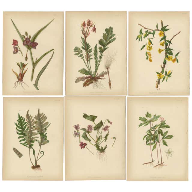 Antique Botanical Prints Set, German Wildflowers Atlas Plates ...