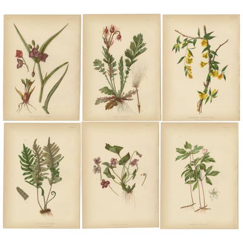 Native US Flora - Six Original Botanical Chromolithograps, 1879