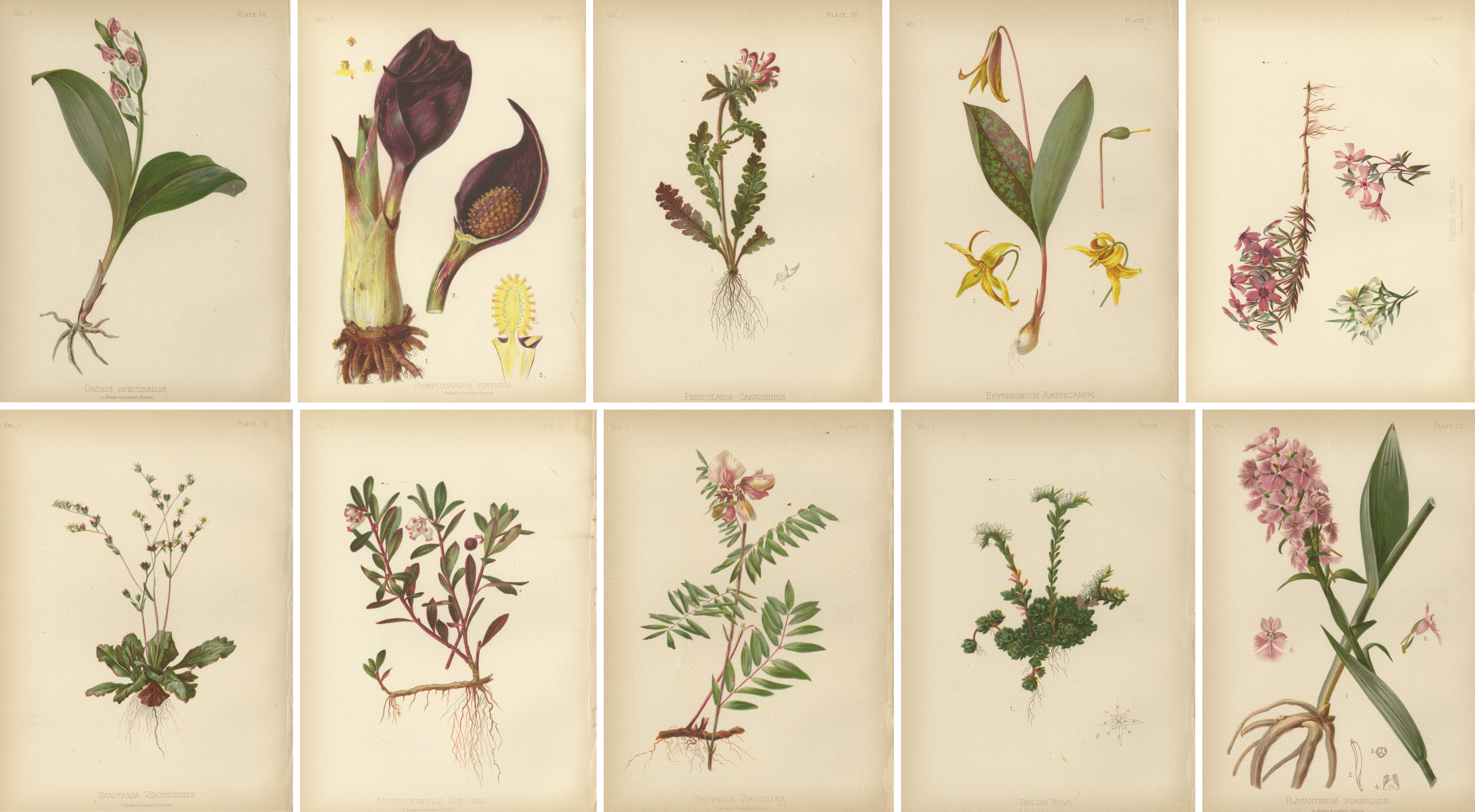 The image displays a collection of tten chromolithographs depicting various plant species. These illustrations are characterized by their botanical accuracy and aesthetic appeal, typical of late 19th-century natural history publications. 

Each