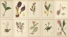 Flora nativa degli Stati Uniti - Dieci cromolitografie botaniche originali, 1879