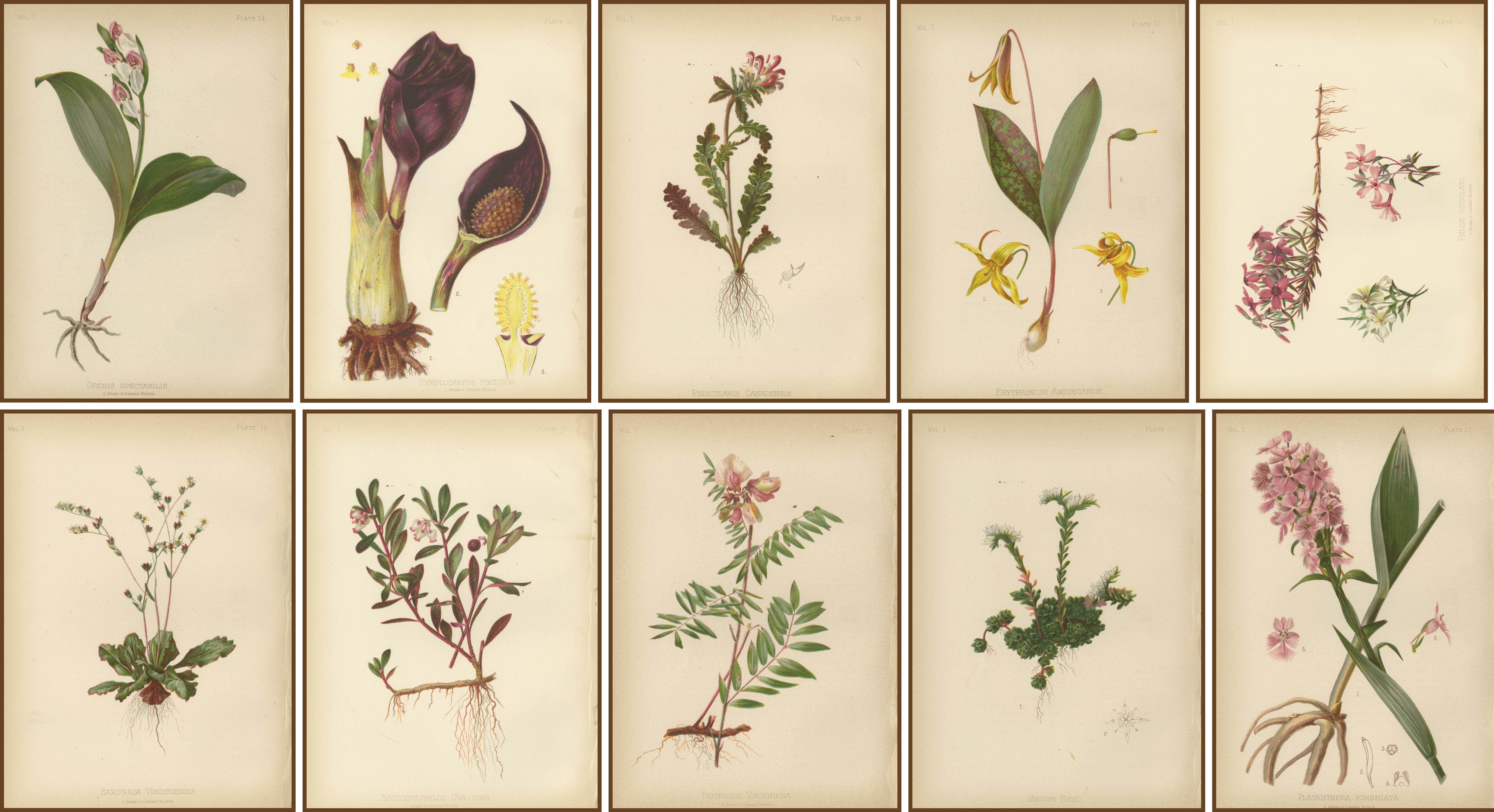 Native US Flora - Ten Original Botanical Chromolithograps, 1879 In Good Condition For Sale In Langweer, NL