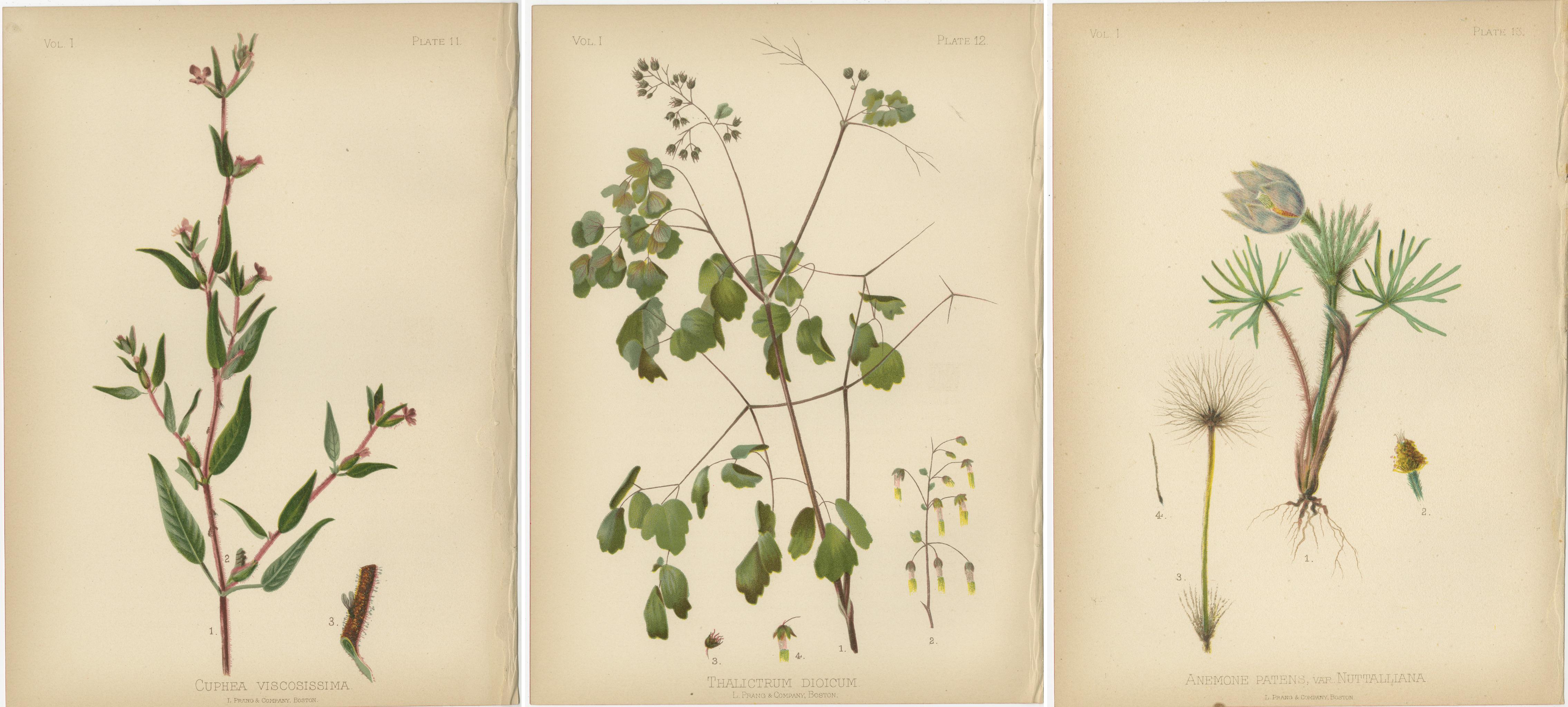 L'image présente une collection de trois chromolithographies représentant diverses espèces végétales. Ces illustrations se caractérisent par leur précision botanique et leur attrait esthétique, typiques des publications d'histoire naturelle de la