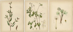 Native US Flora - Three Original Botanical Chromolithograps, 1879