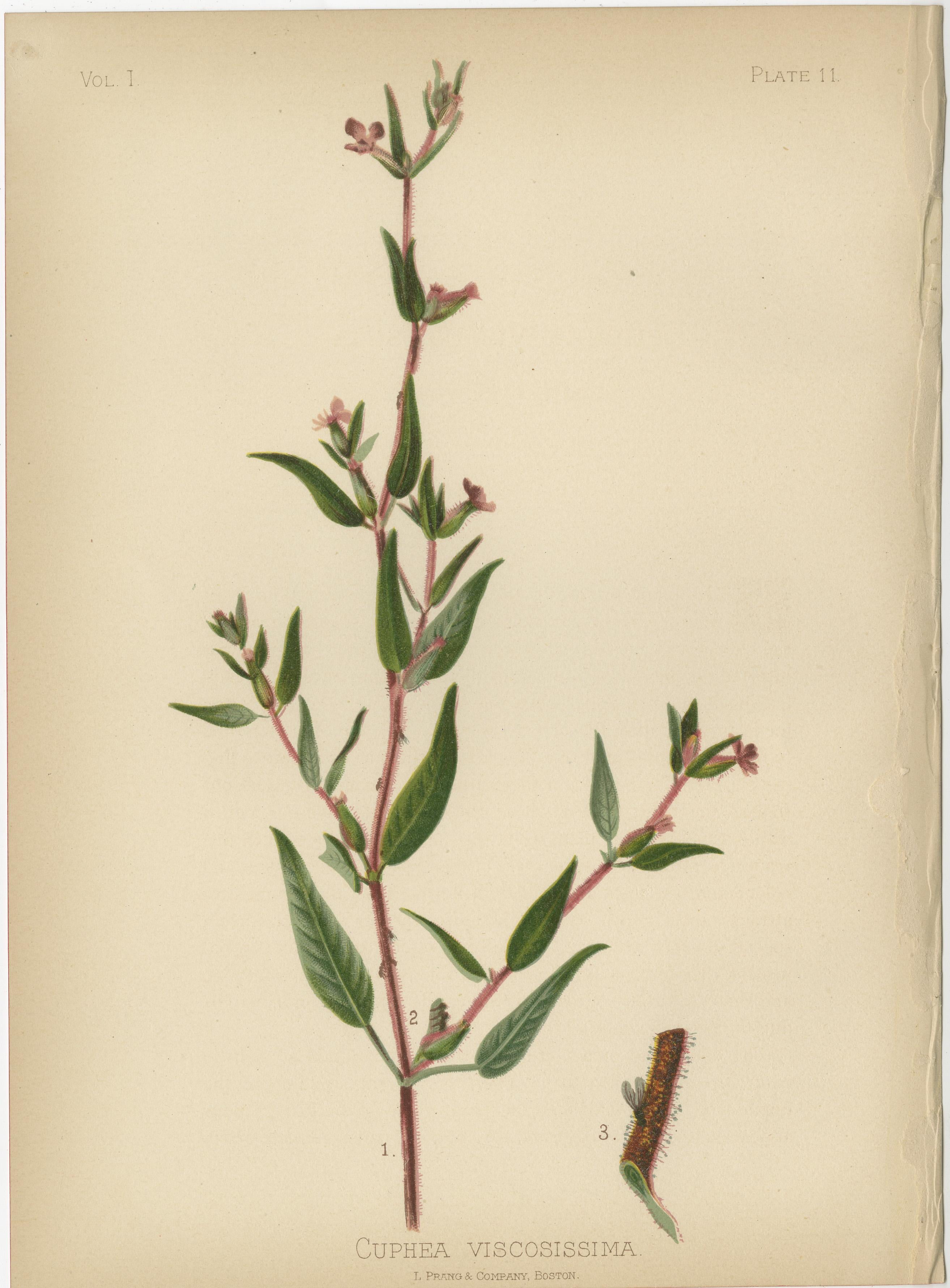 Flora amérindienne des États-Unis - Trois chrmolithographies botaniques originales, 1879 Bon état - En vente à Langweer, NL