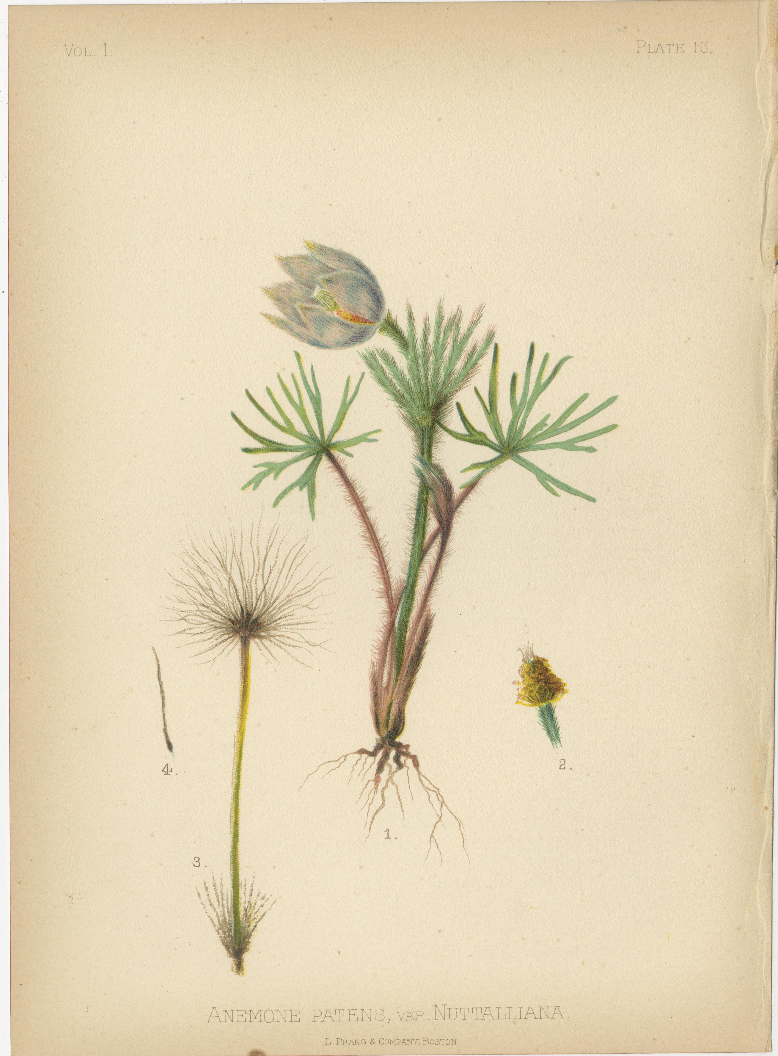 Papier Flora amérindienne des États-Unis - Trois chrmolithographies botaniques originales, 1879 en vente