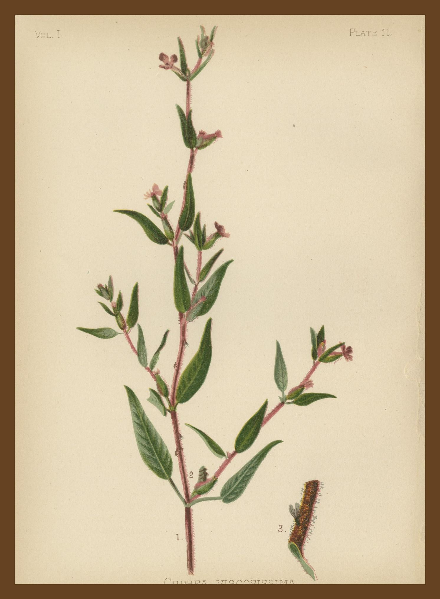 Flora amérindienne des États-Unis - Trois chrmolithographies botaniques originales, 1879 en vente 2