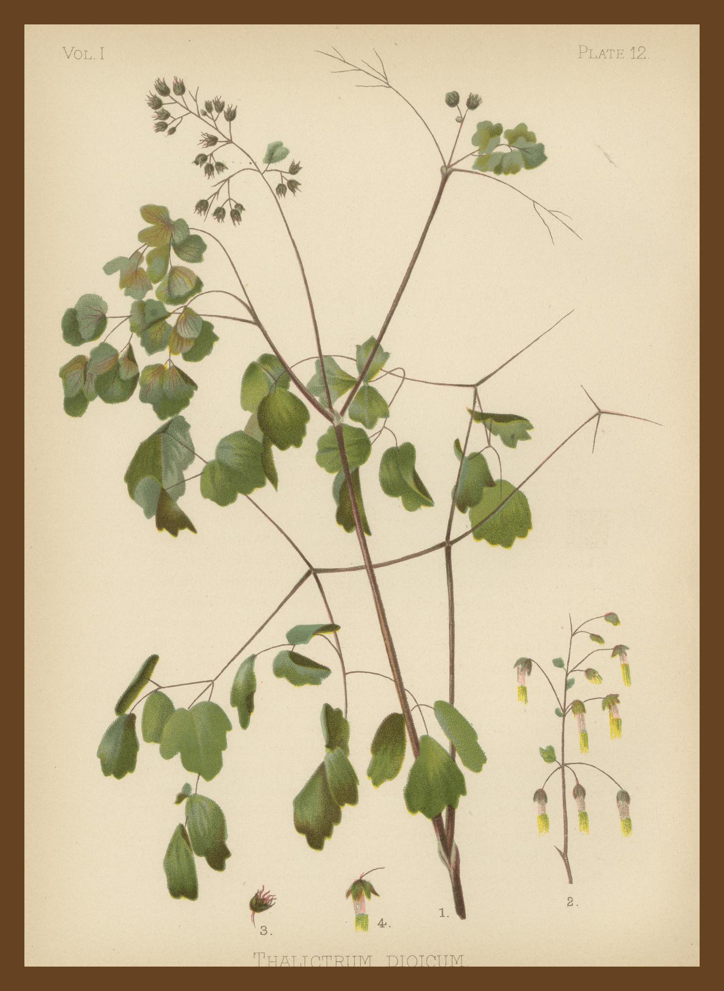Flora amérindienne des États-Unis - Trois chrmolithographies botaniques originales, 1879 en vente 3