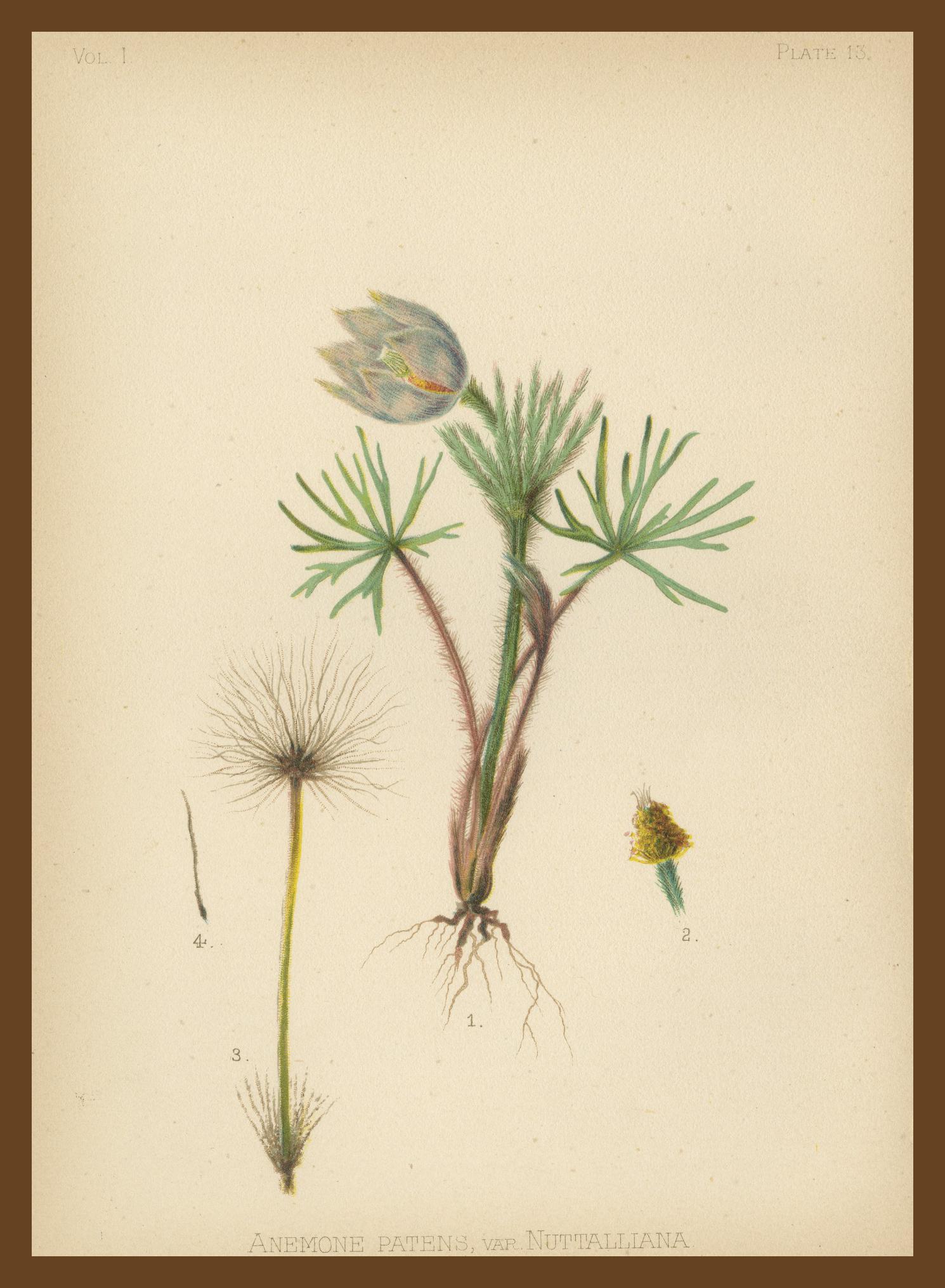 Flora amérindienne des États-Unis - Trois chrmolithographies botaniques originales, 1879 en vente 4