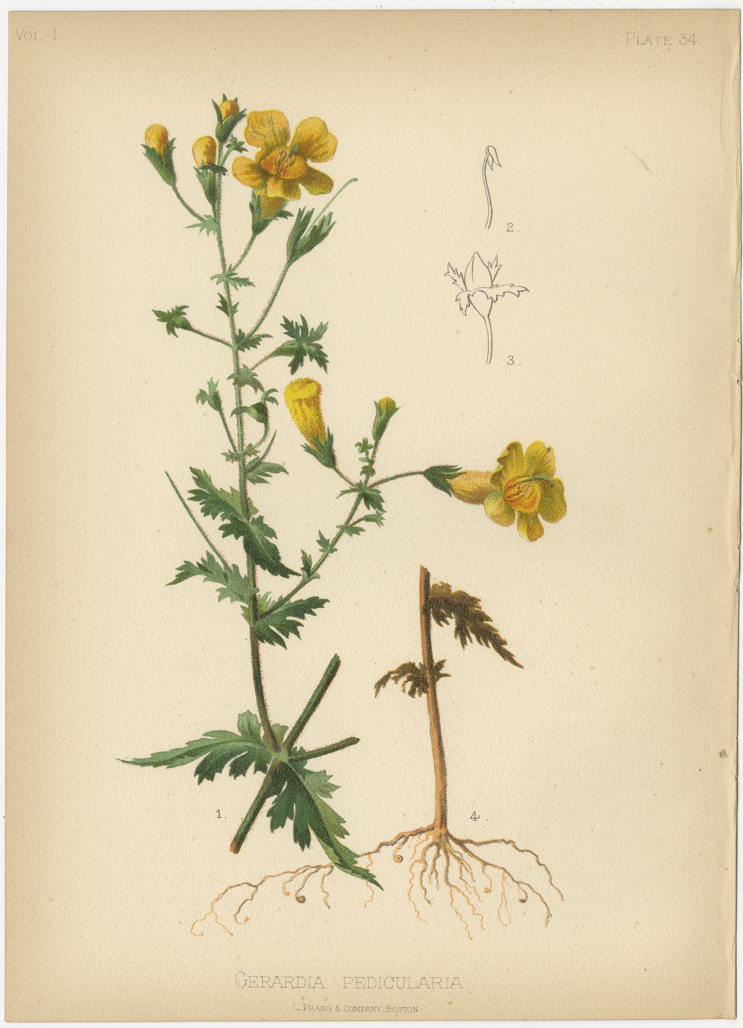 Das Bild zeigt eine Sammlung von zwei Chromolithographien, die verschiedene Pflanzenarten darstellen. Diese Illustrationen zeichnen sich durch ihre botanische Genauigkeit und Ästhetik aus, die typisch für naturkundliche Publikationen des späten 19.