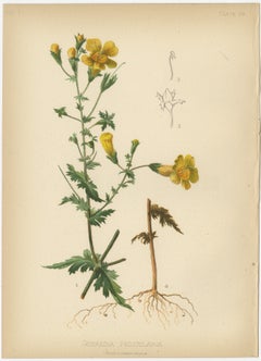 Native US Flora - Two Original Botanical Chromolithograps, 1879