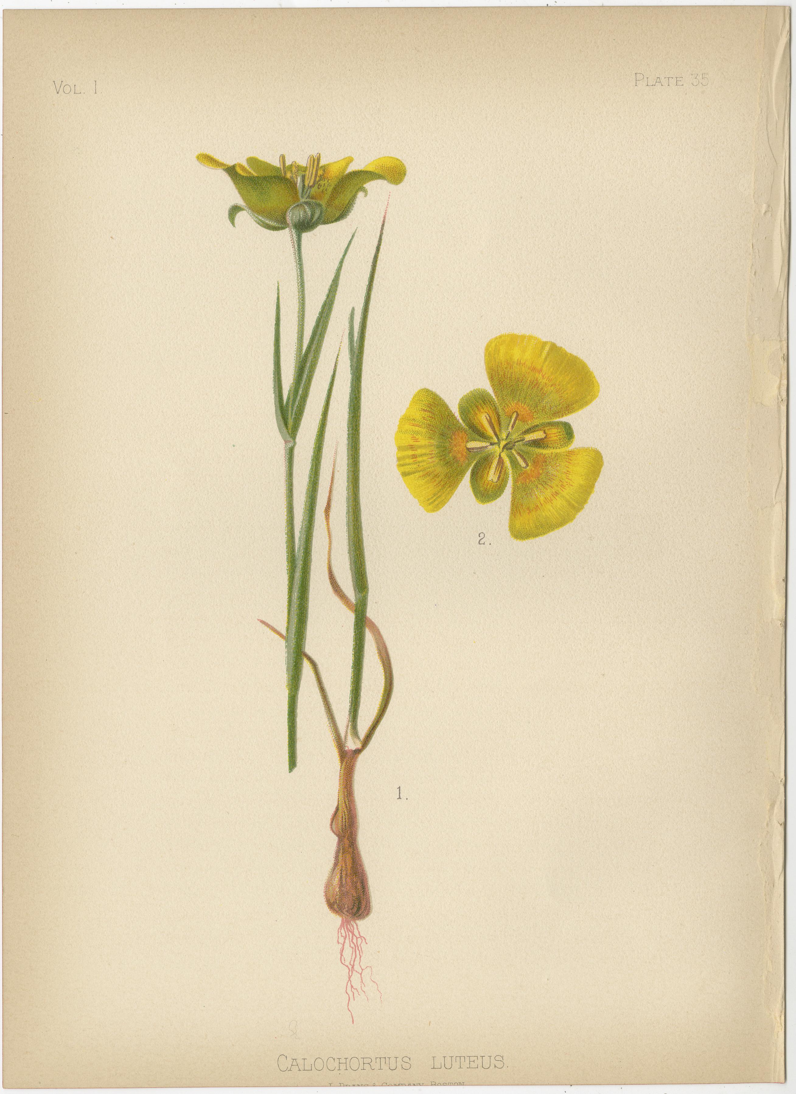 Flora amérindienne des États-Unis - Deux chrmolithographies botaniques originales, 1879 Bon état - En vente à Langweer, NL