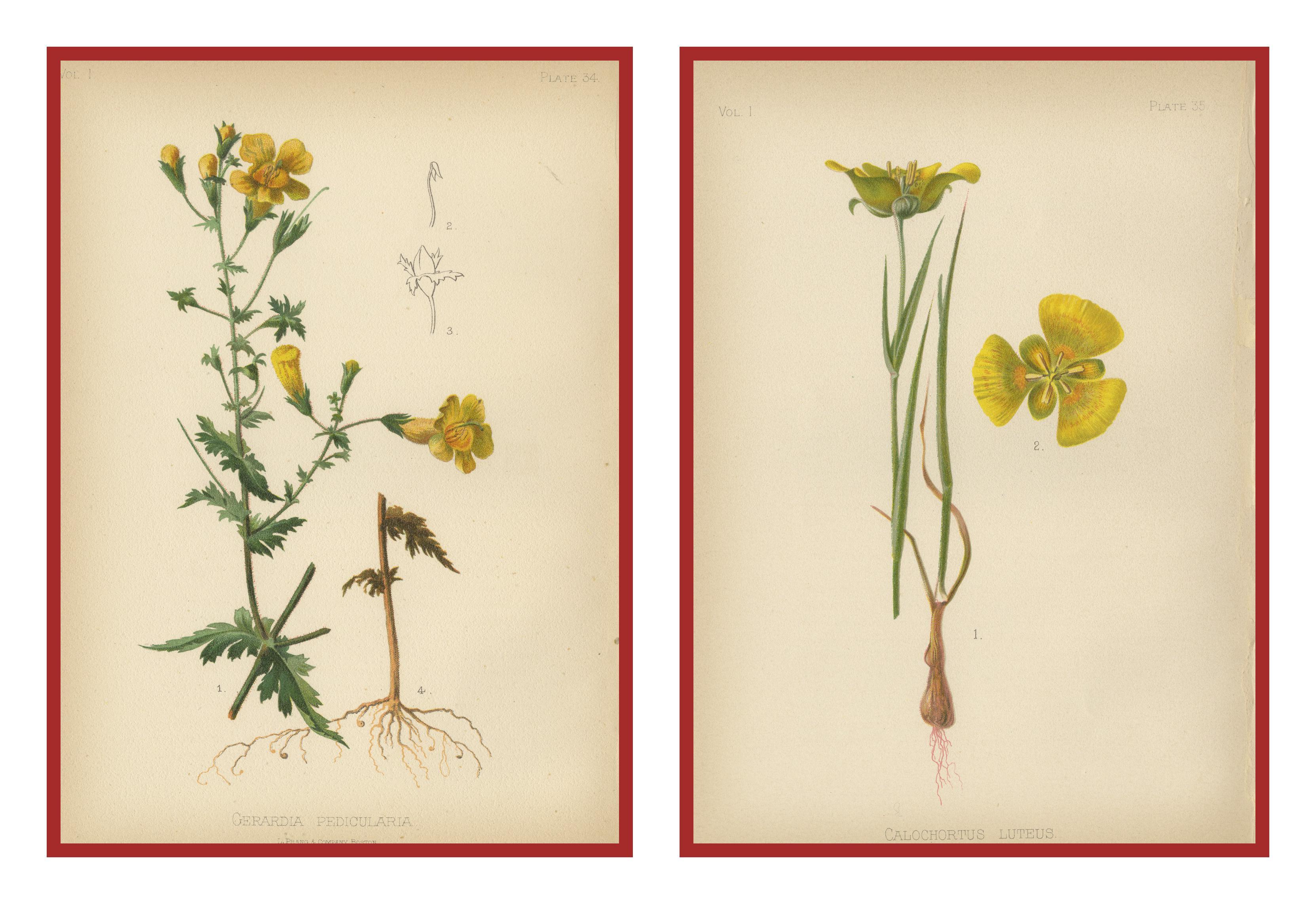 Flora der amerikanischen Ureinwohner der USA – zwei Original botanische Chromolithograps, 1879 (Spätes 19. Jahrhundert) im Angebot