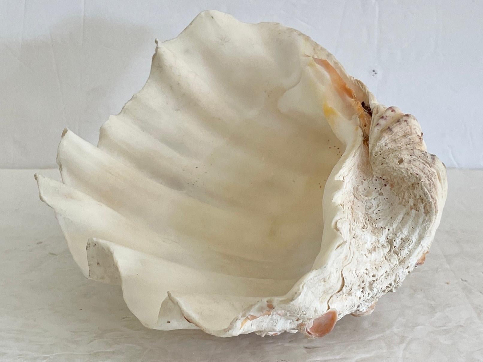 clam aesthetic