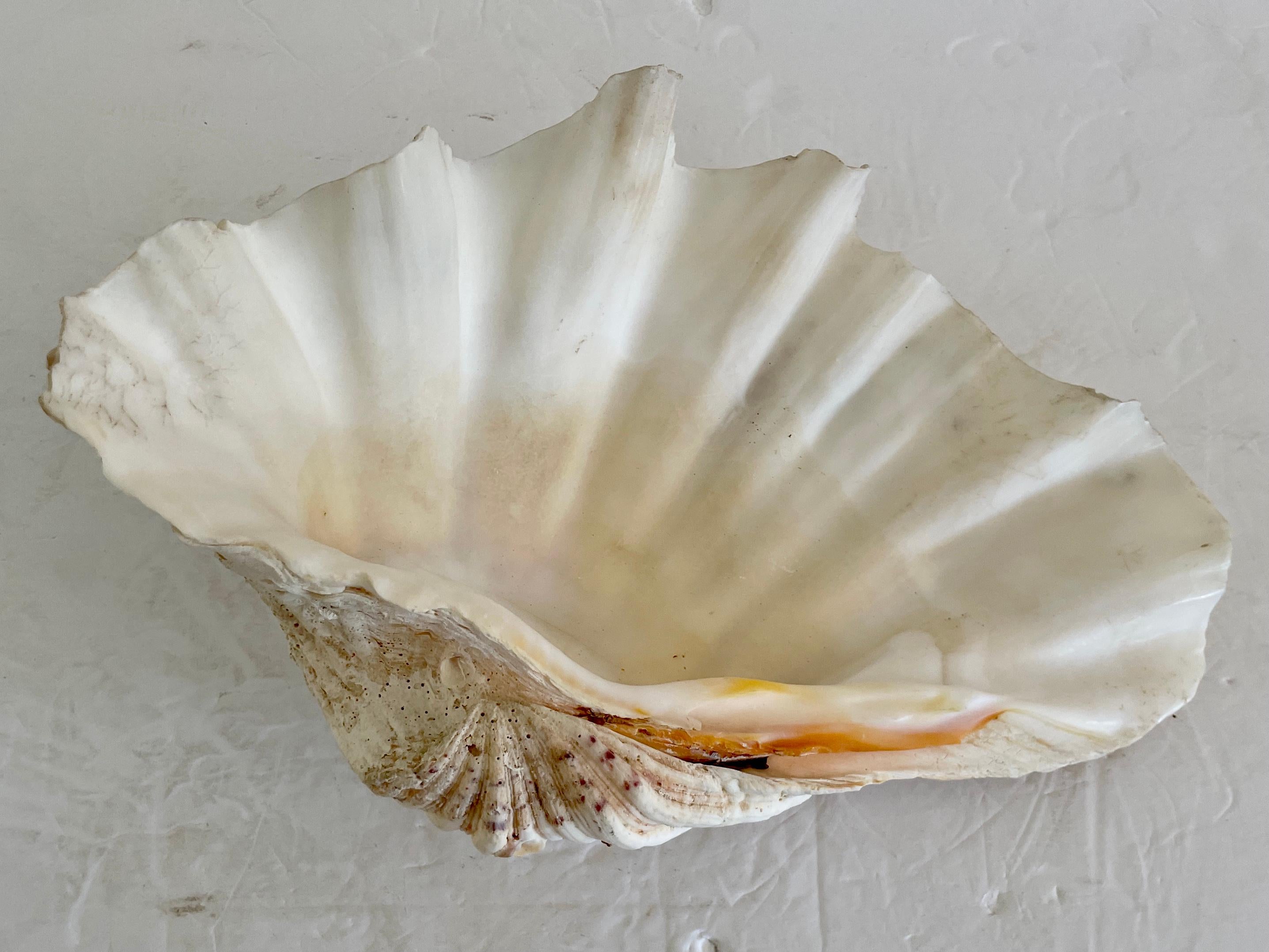 Other Natural Clam Shell For Sale