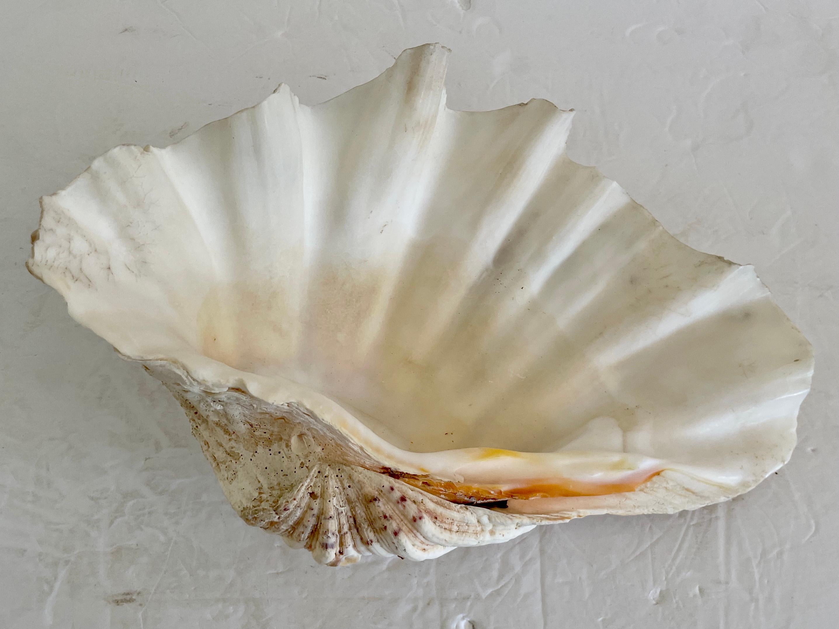 Autre Coquille de palourde naturelle 13