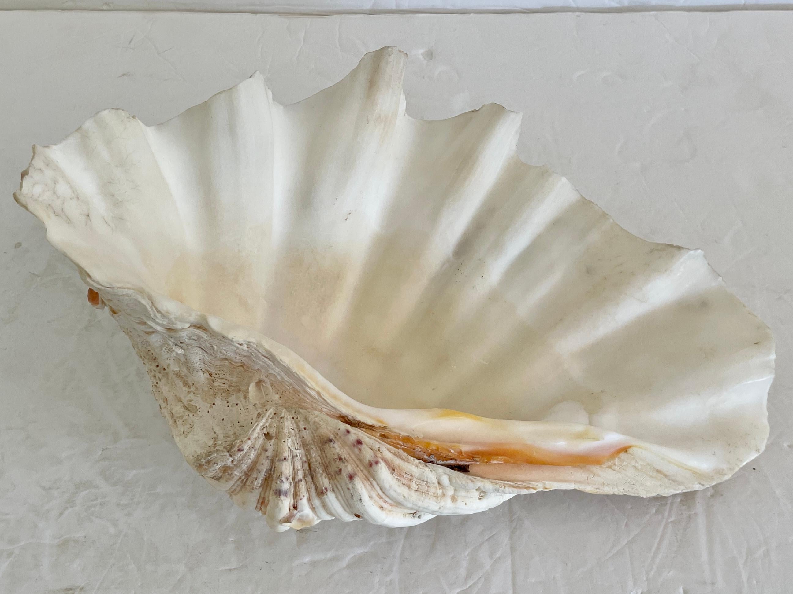 Natural Clam Shell In Good Condition For Sale In Los Angeles, CA
