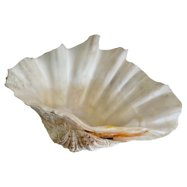 Natural Round Conch Shell For Sale at 1stDibs | how much is a conch ...