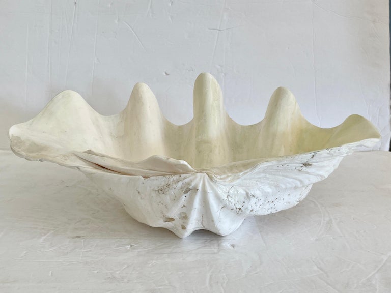 Natural Clam Shell For Sale at 1stDibs