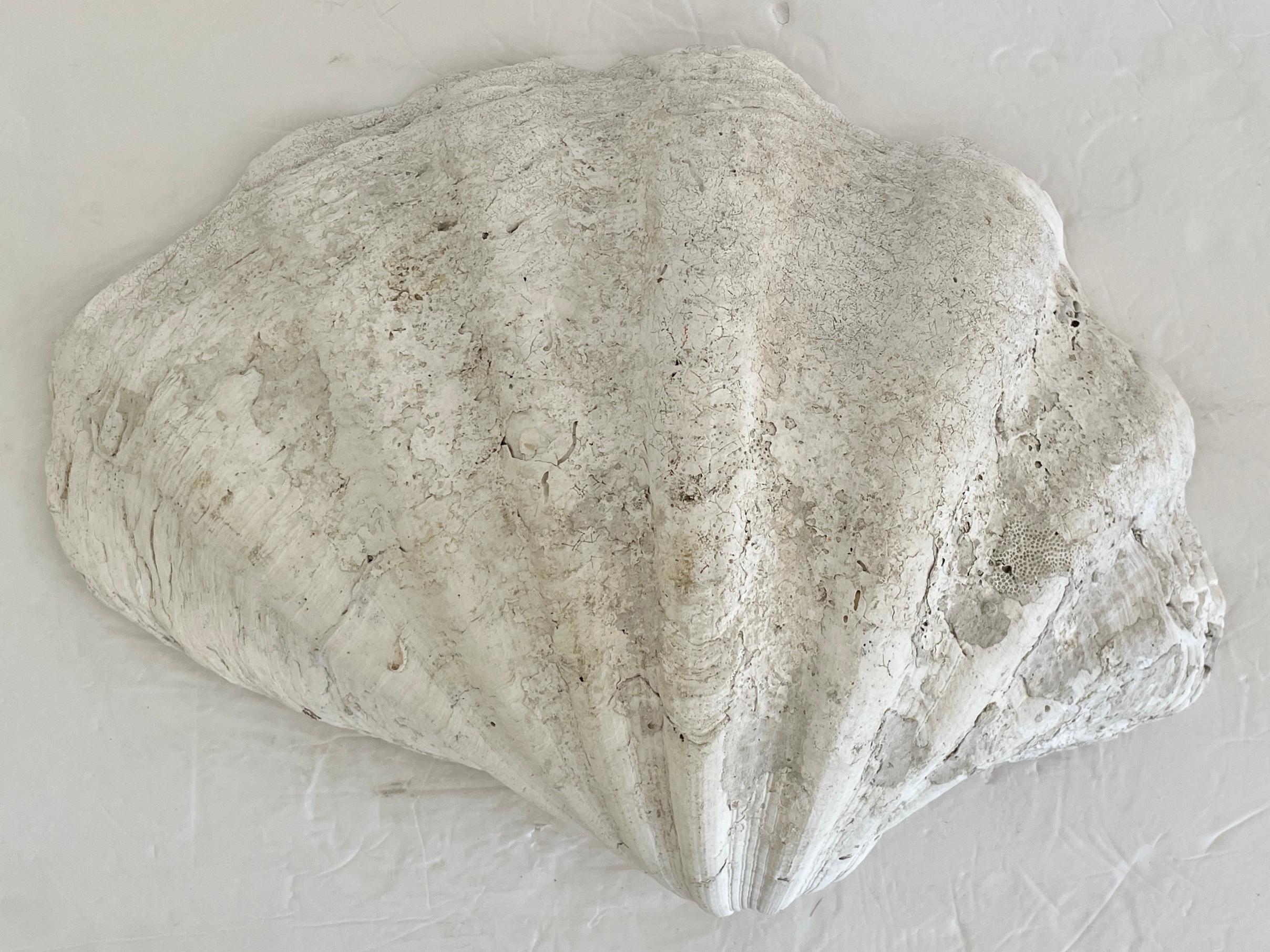 Natural Clam Shell For Sale 5