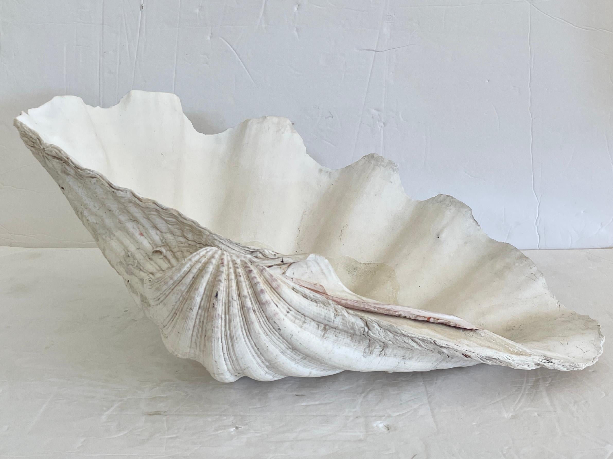 Natural Clam Shell In Good Condition For Sale In Los Angeles, CA