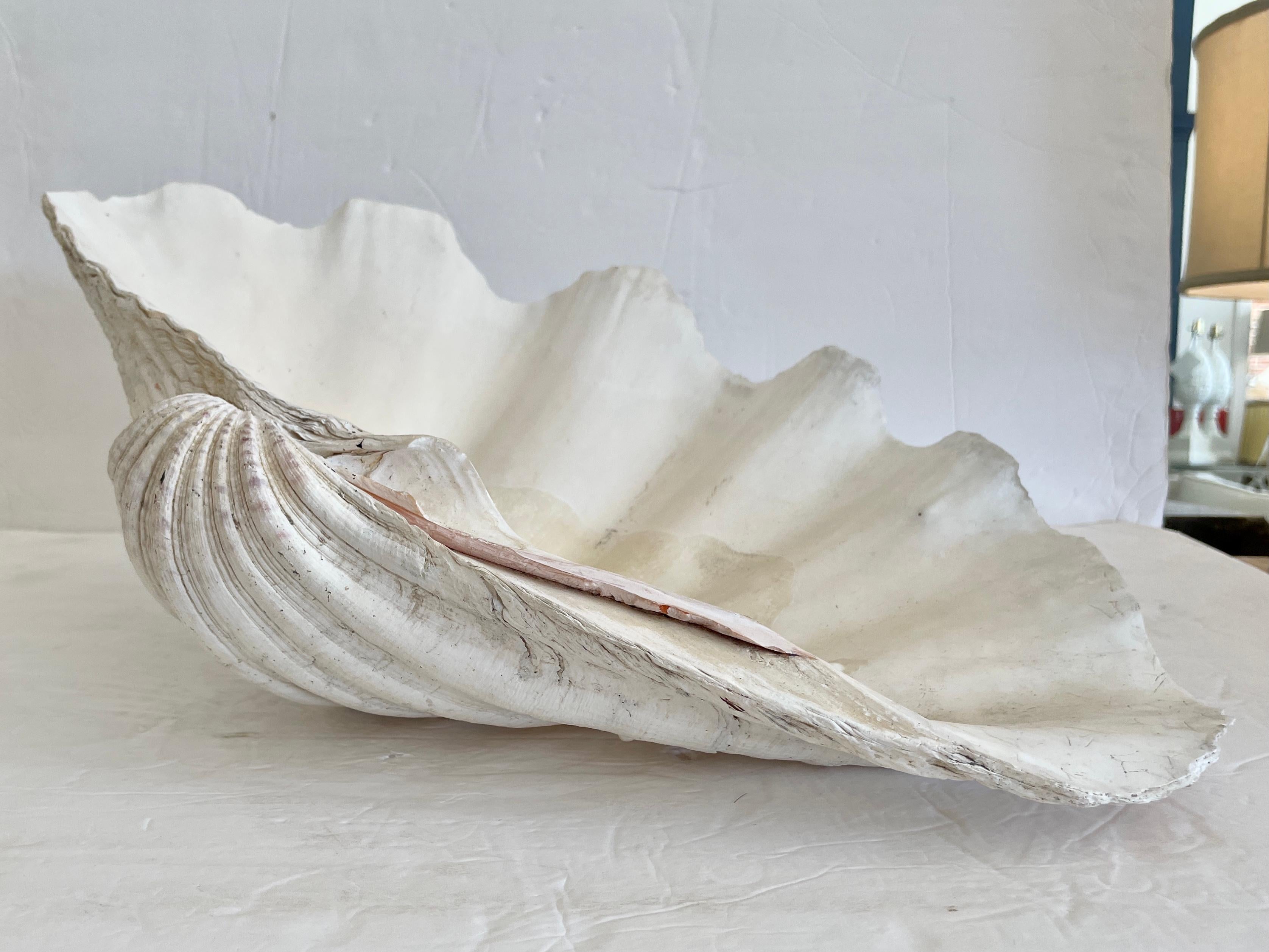Late 20th Century Natural Clam Shell For Sale