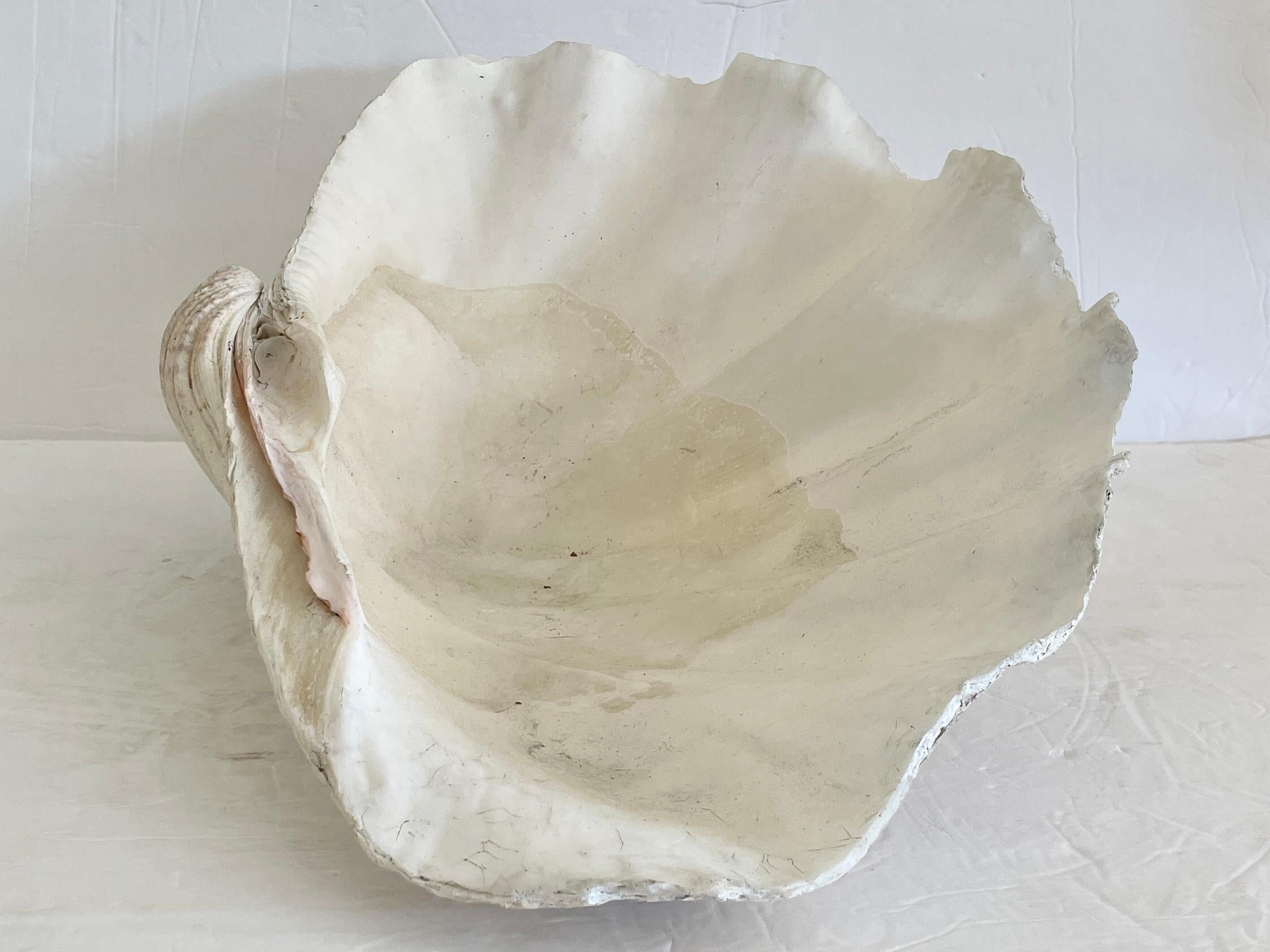 Natural Clam Shell For Sale 1