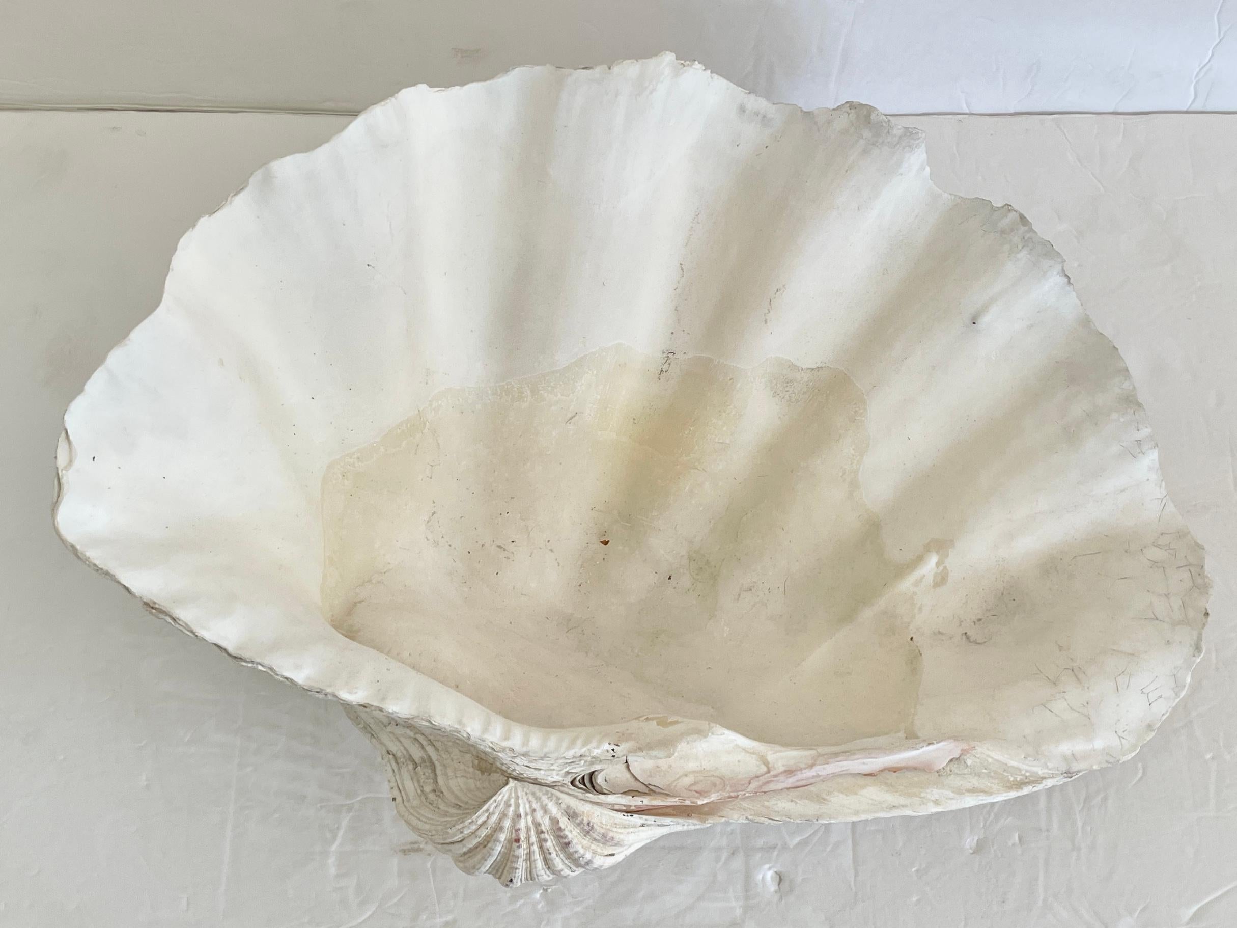 Natural Clam Shell For Sale 2