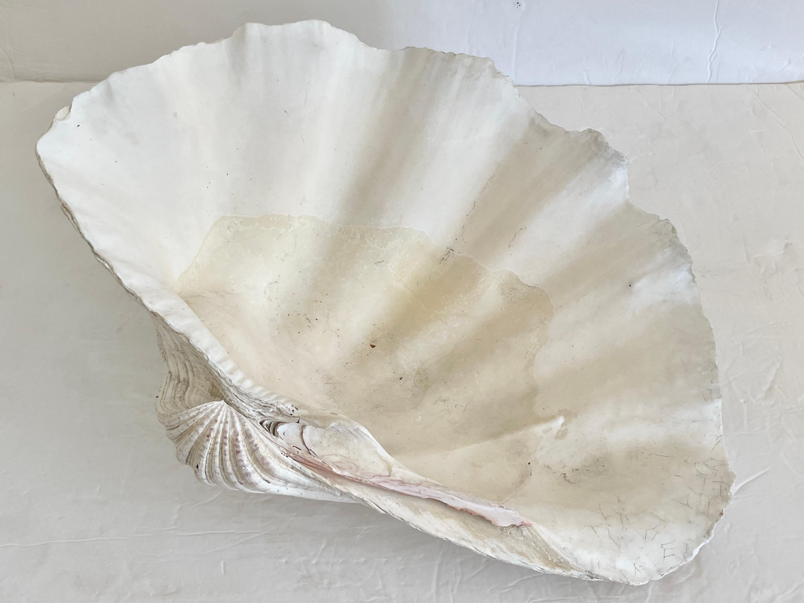Natural Clam Shell For Sale 3