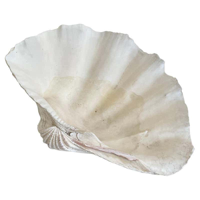 Medium Natural White Clam Shell Specimin For Sale at 1stDibs