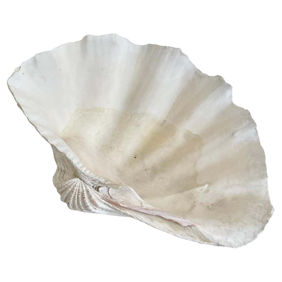 Medium Natural White Clam Shell Specimin For Sale at 1stDibs