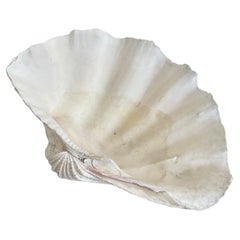 Coquille de palourde naturelle 18.5