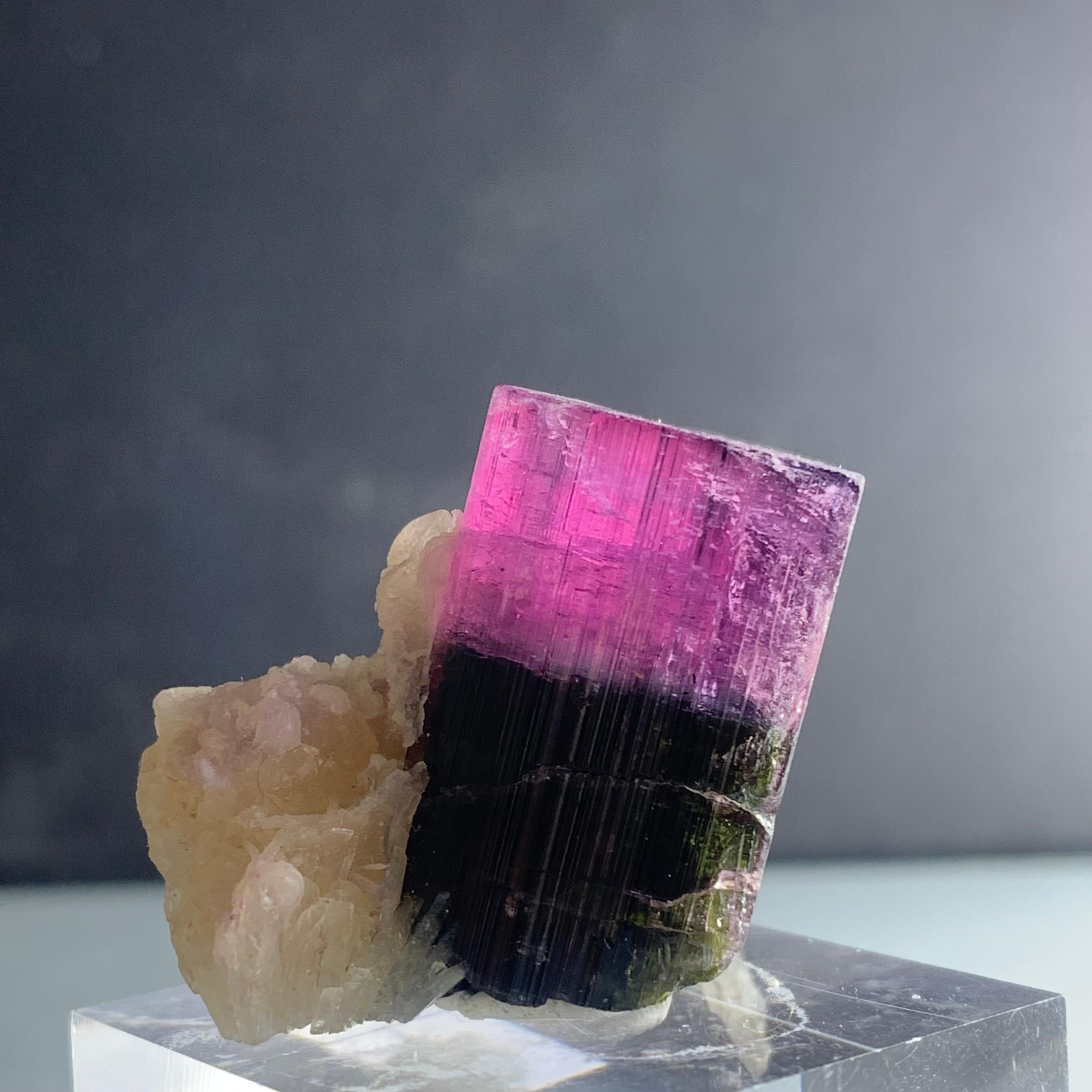 Natural 81.95 Gram Bicolor Tourmaline Crystal Elongated on Mica Specimen For Sale 4