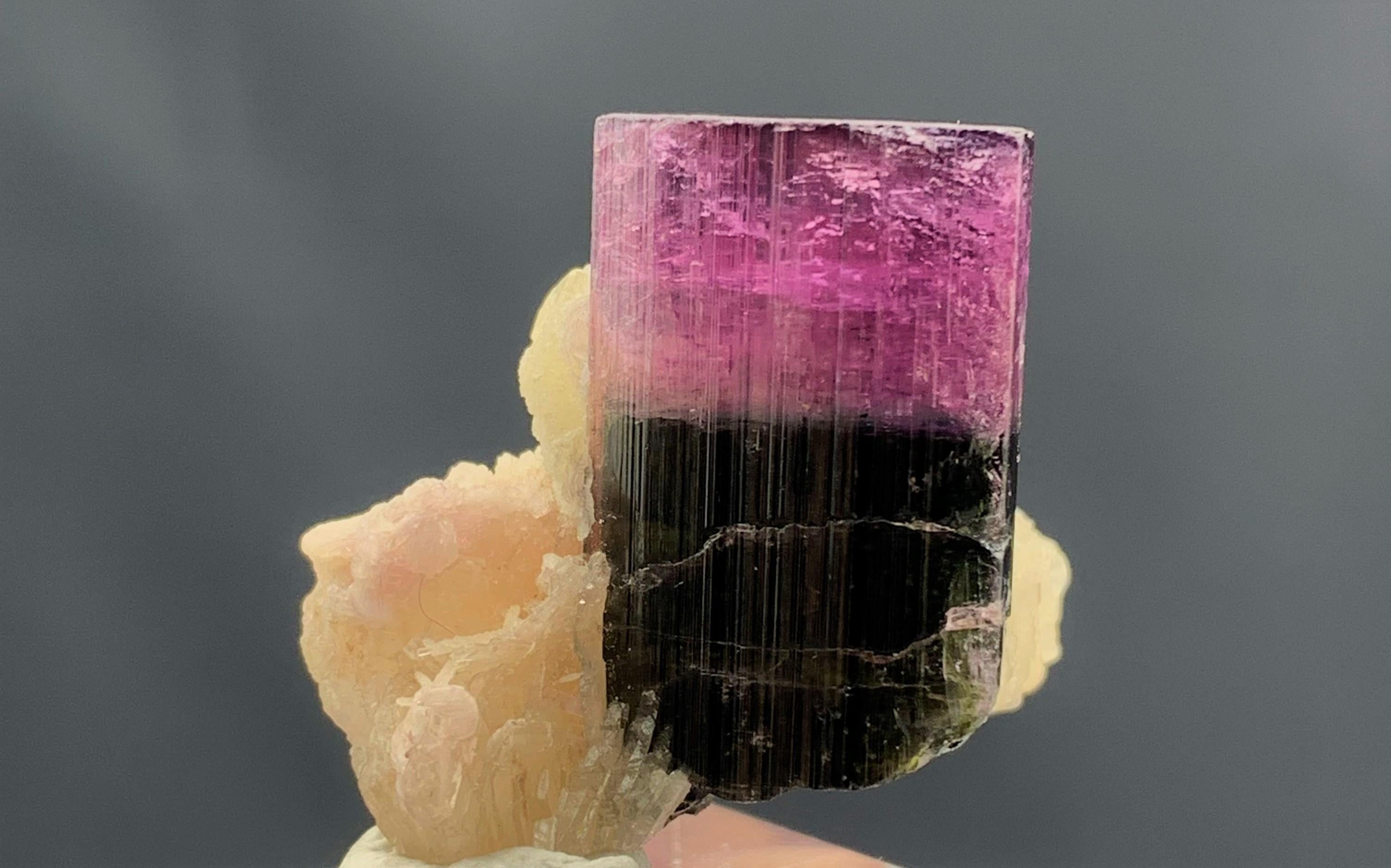 Natur 81,95 Gramm Bicolor Turmalin Kristall länglich auf Mica-Exemplar (Afghanisch) im Angebot