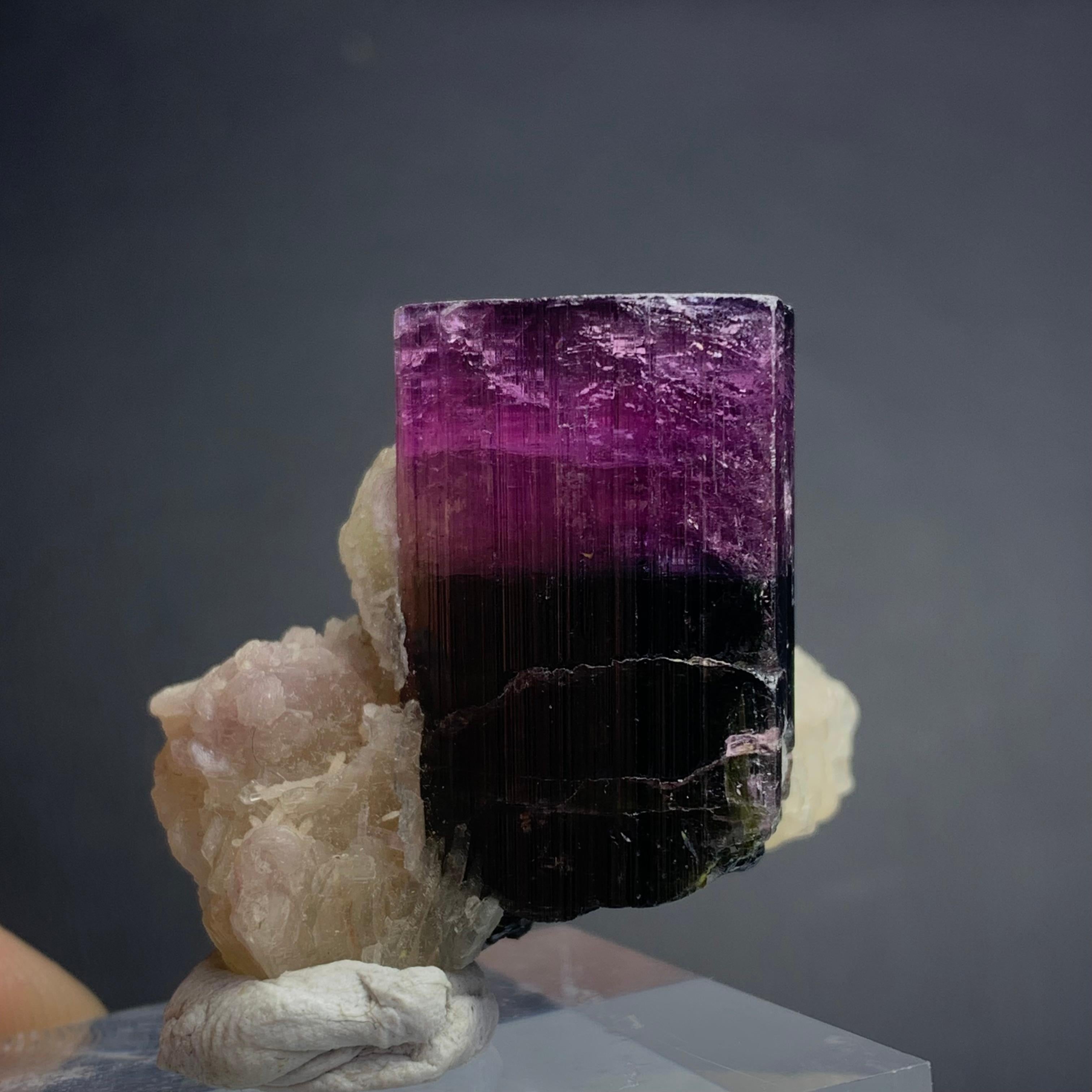 18th Century and Earlier Natural 81.95 Gram Bicolor Tourmaline Crystal Elongated on Mica Specimen For Sale
