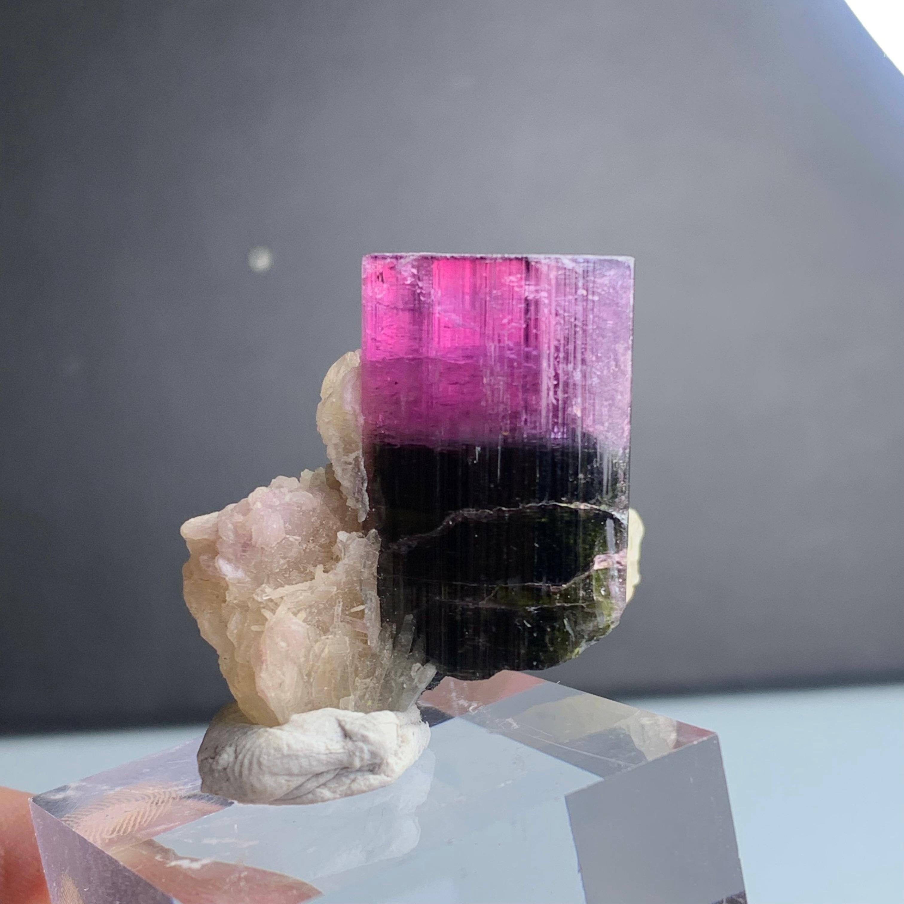 Natural 81.95 Gram Bicolor Tourmaline Crystal Elongated on Mica Specimen For Sale 1