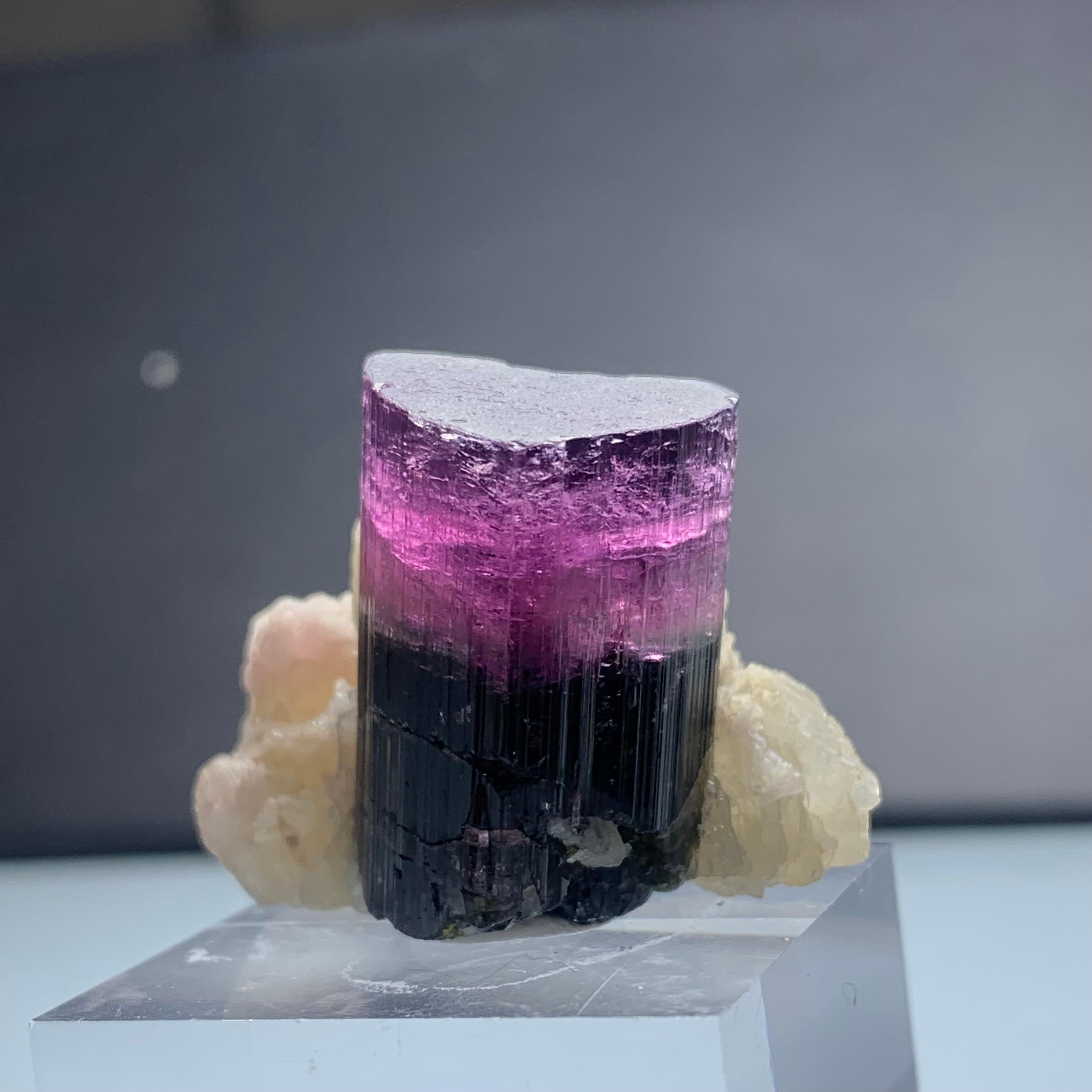 Natural 81.95 Gram Bicolor Tourmaline Crystal Elongated on Mica Specimen For Sale 2