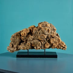 Natürliches Ammonit-Todesbett-Exemplar